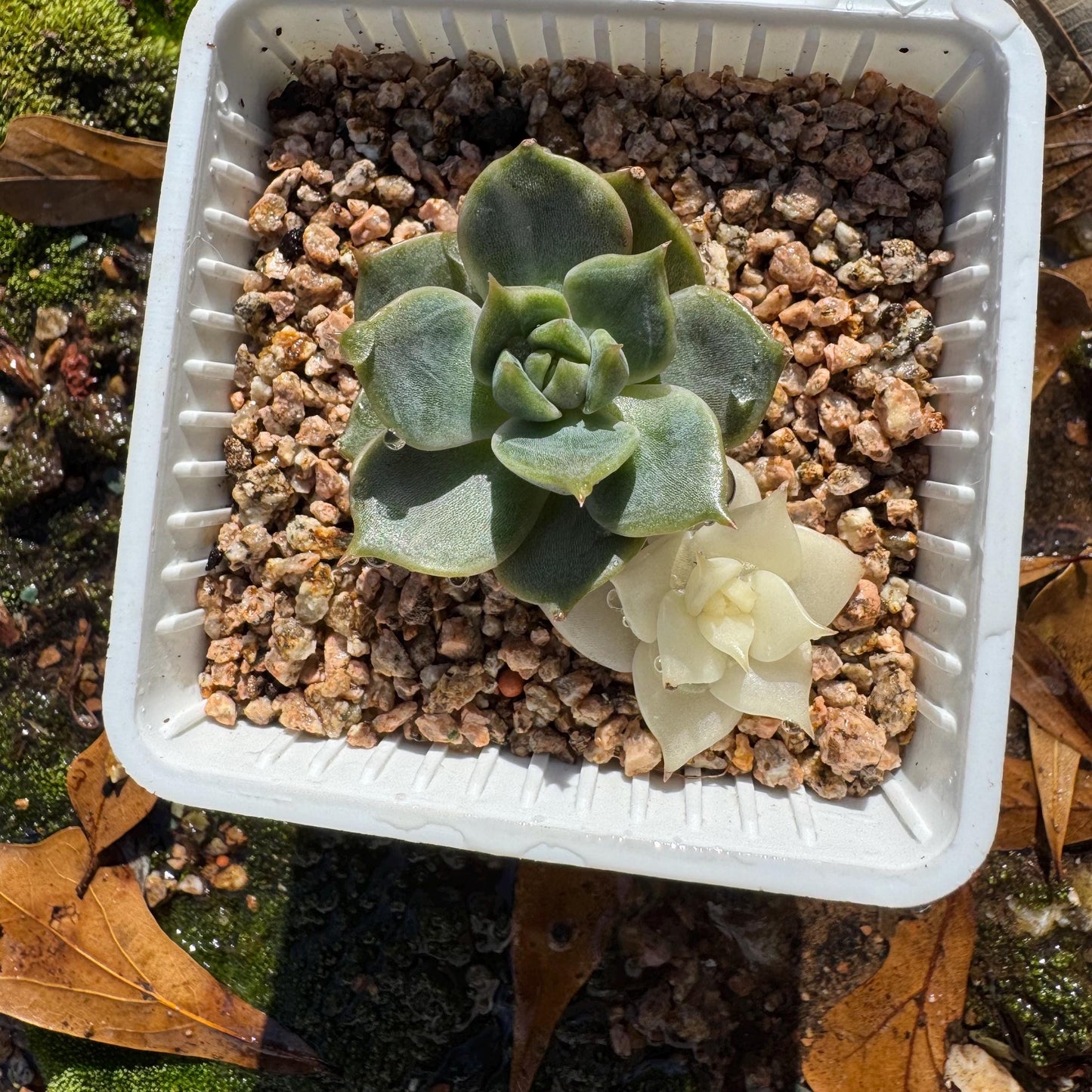 Echeveria 'Lake Baikal' with Variegated, 2small heads, 1.9inches, high quality, New Hybrid, Bare Root, Imported Rare Succulent