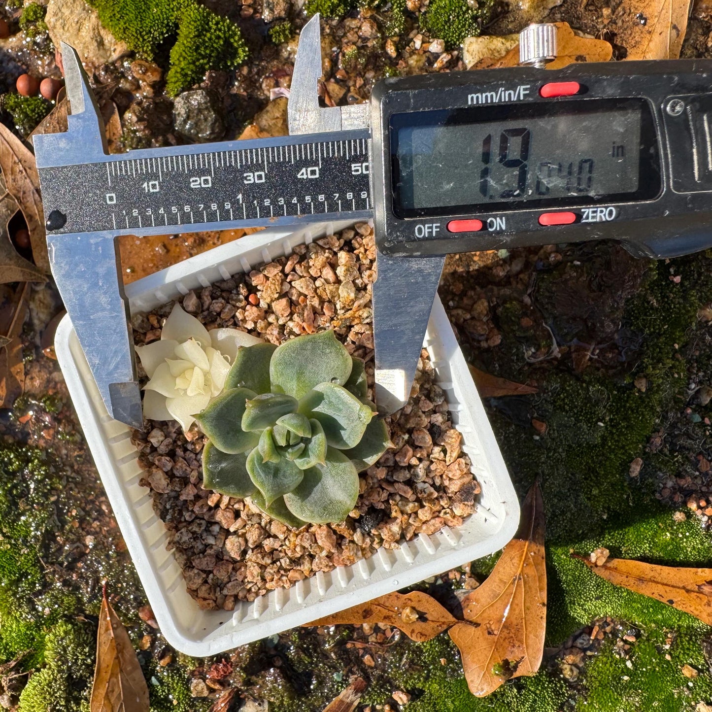 Echeveria 'Lake Baikal' with Variegated, 2small heads, 1.9inches, high quality, New Hybrid, Bare Root, Imported Rare Succulent