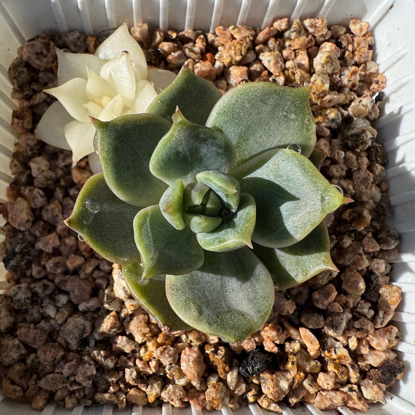 Echeveria 'Lake Baikal' with Variegated, 2small heads, 1.9inches, high quality, New Hybrid, Bare Root, Imported Rare Succulent