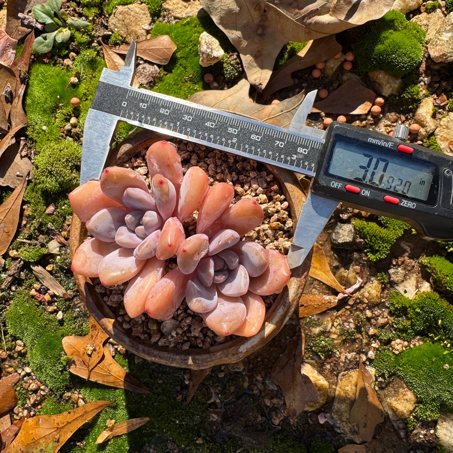 Graptoveria 'pink bunny' ,2heads, short leaves , 3inches, nice color, Bare Root, Imported Rare Succulent