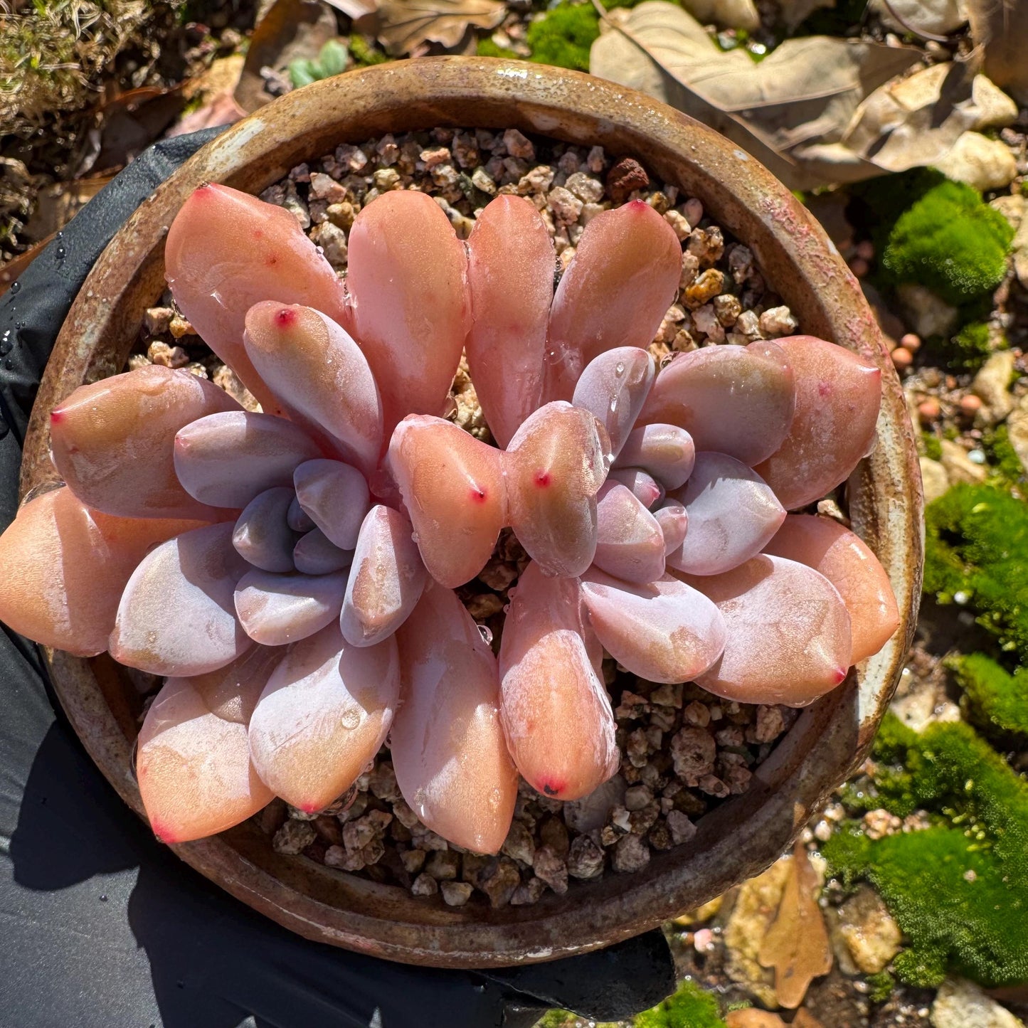 Graptoveria 'pink bunny' ,2heads, short leaves , 3inches, nice color, Bare Root, Imported Rare Succulent