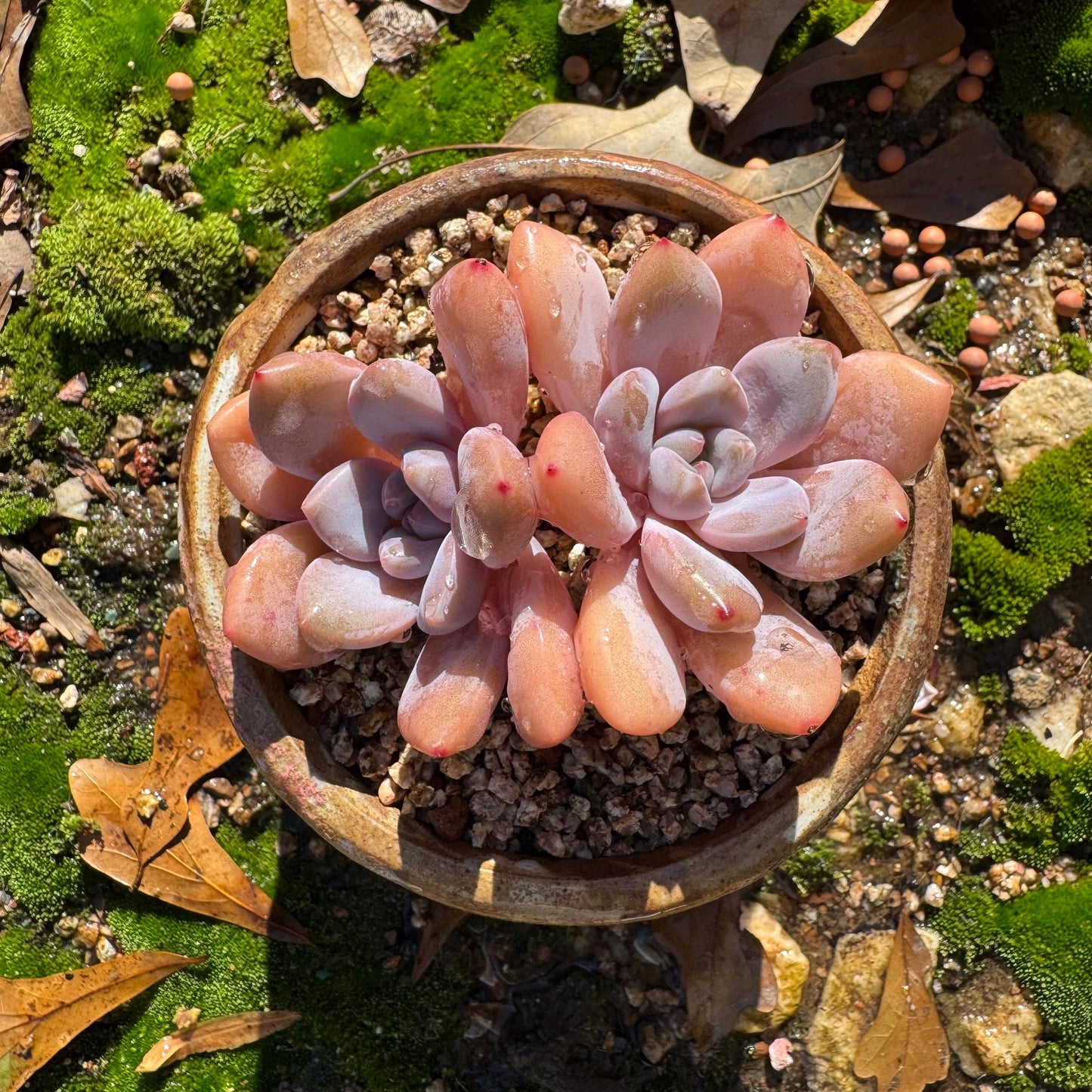 Graptoveria 'pink bunny' ,2heads, short leaves , 3inches, nice color, Bare Root, Imported Rare Succulent