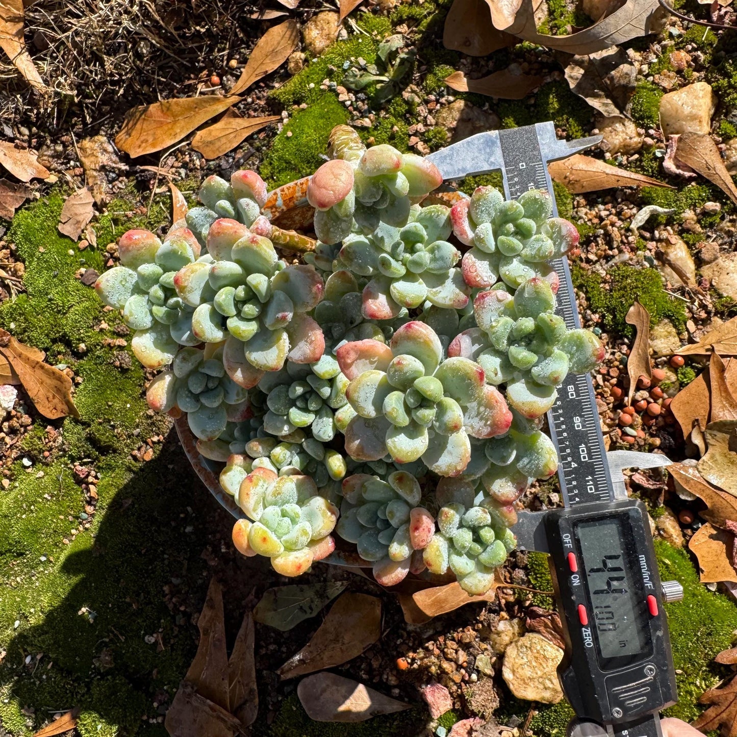 Sedum clavatum cluster, 4.4inches, Bare Root, Imported Rare Succulent, live plant