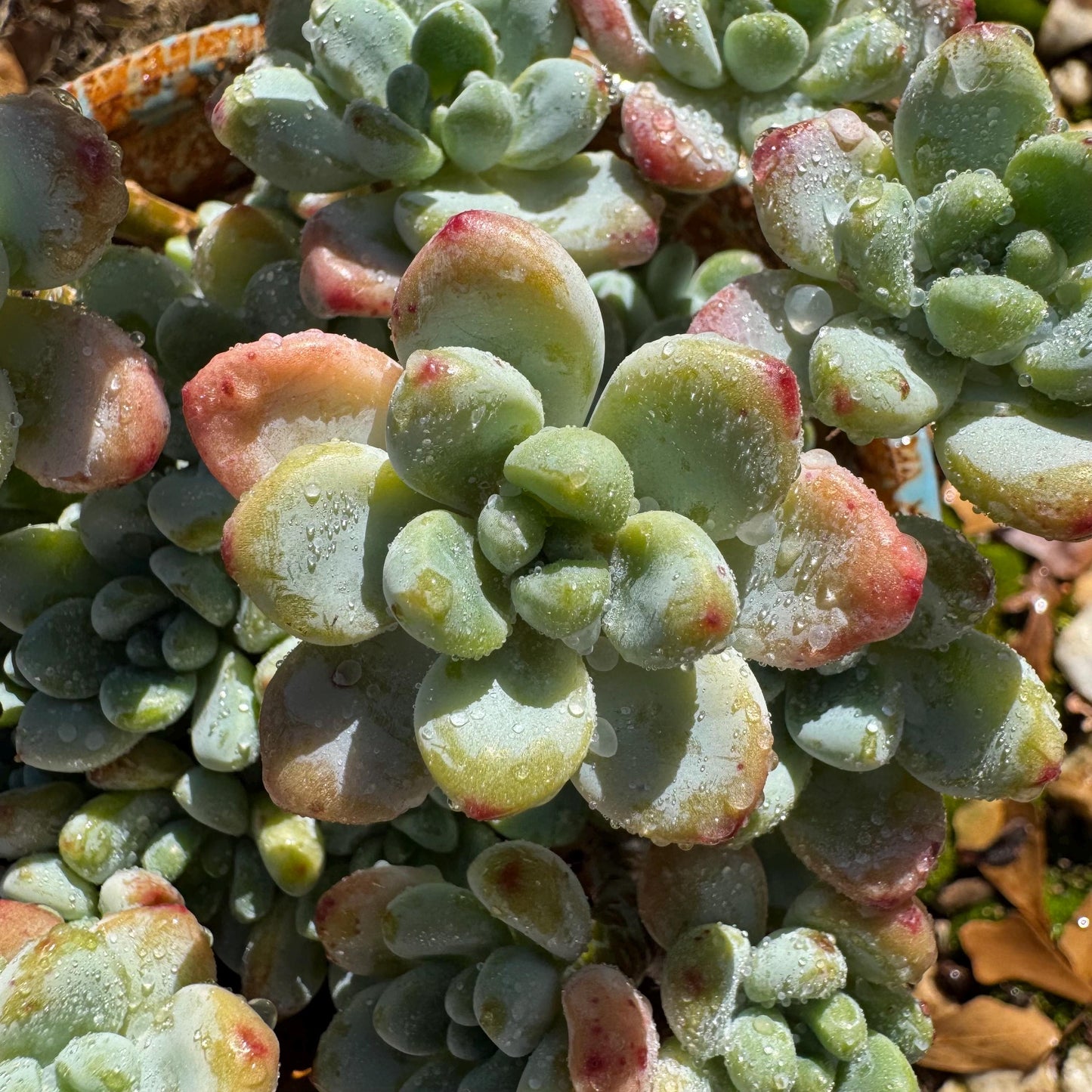Sedum clavatum cluster, 4.4inches, Bare Root, Imported Rare Succulent, live plant