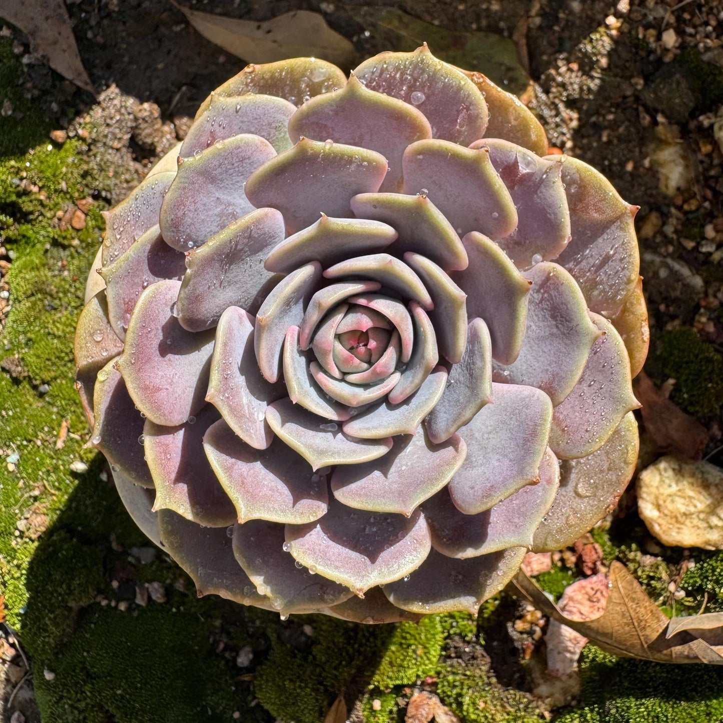 Echeveria 'Pink butterfly ', 1head, 3.5inches, ( mixed Onslow X Laura,) Bare Root, Imported Rare Succulent, live plant, gift