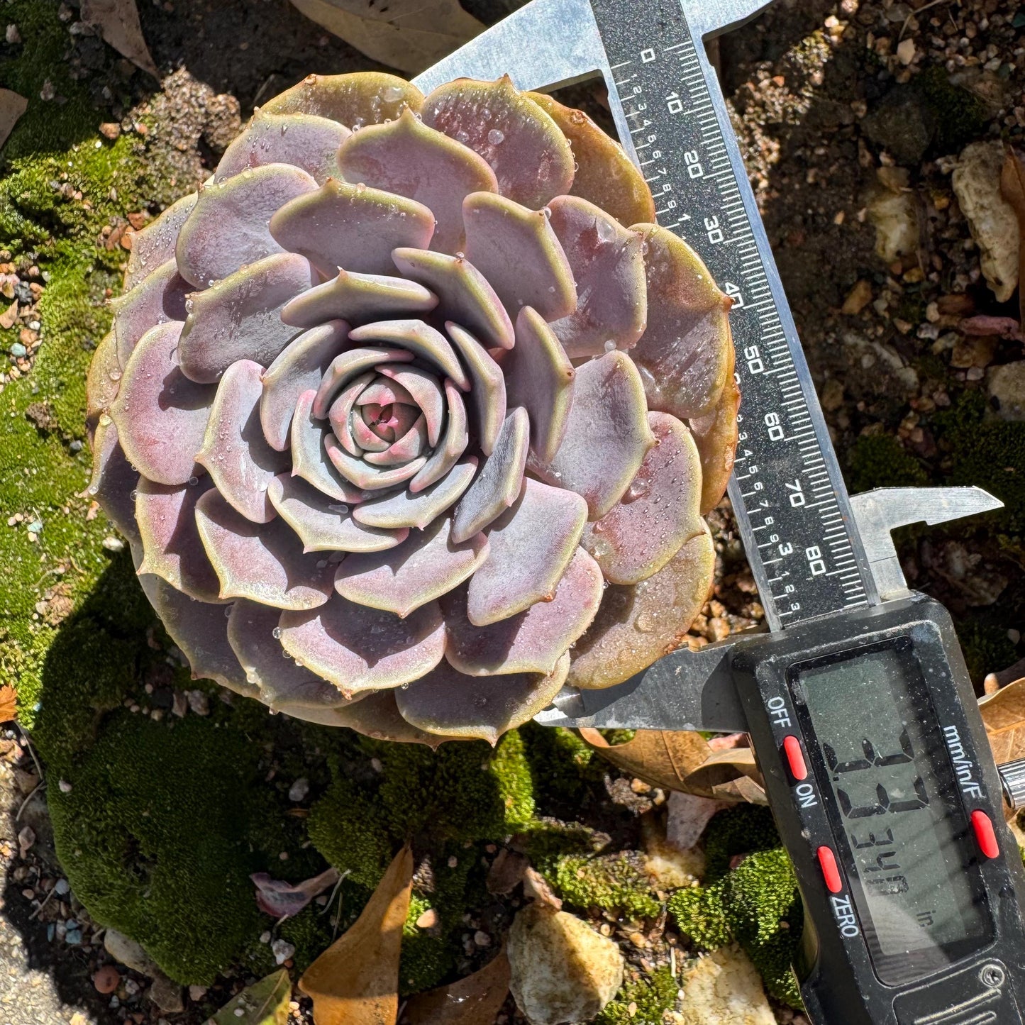 Echeveria 'Pink butterfly ', 1head, 3.5inches, ( mixed Onslow X Laura,) Bare Root, Imported Rare Succulent, live plant, gift