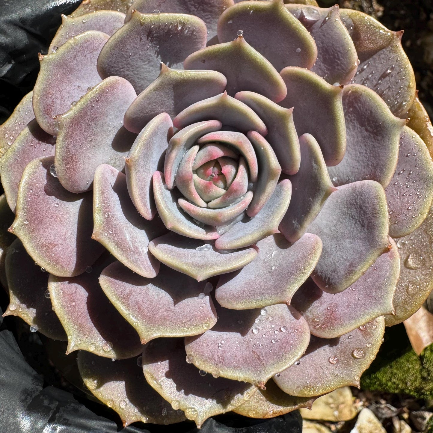 Echeveria 'Pink butterfly ', 1head, 3.5inches, ( mixed Onslow X Laura,) Bare Root, Imported Rare Succulent, live plant, gift