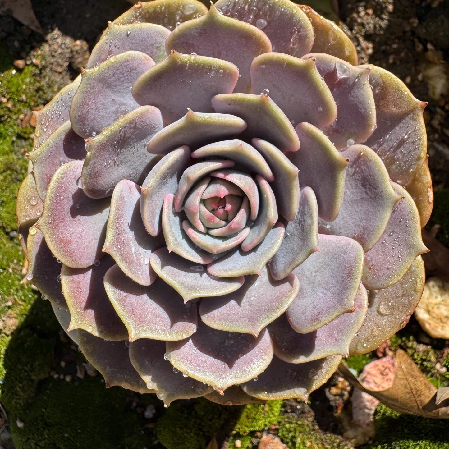 Echeveria 'Pink butterfly ', 1head, 3.5inches, ( mixed Onslow X Laura,) Bare Root, Imported Rare Succulent, live plant, gift