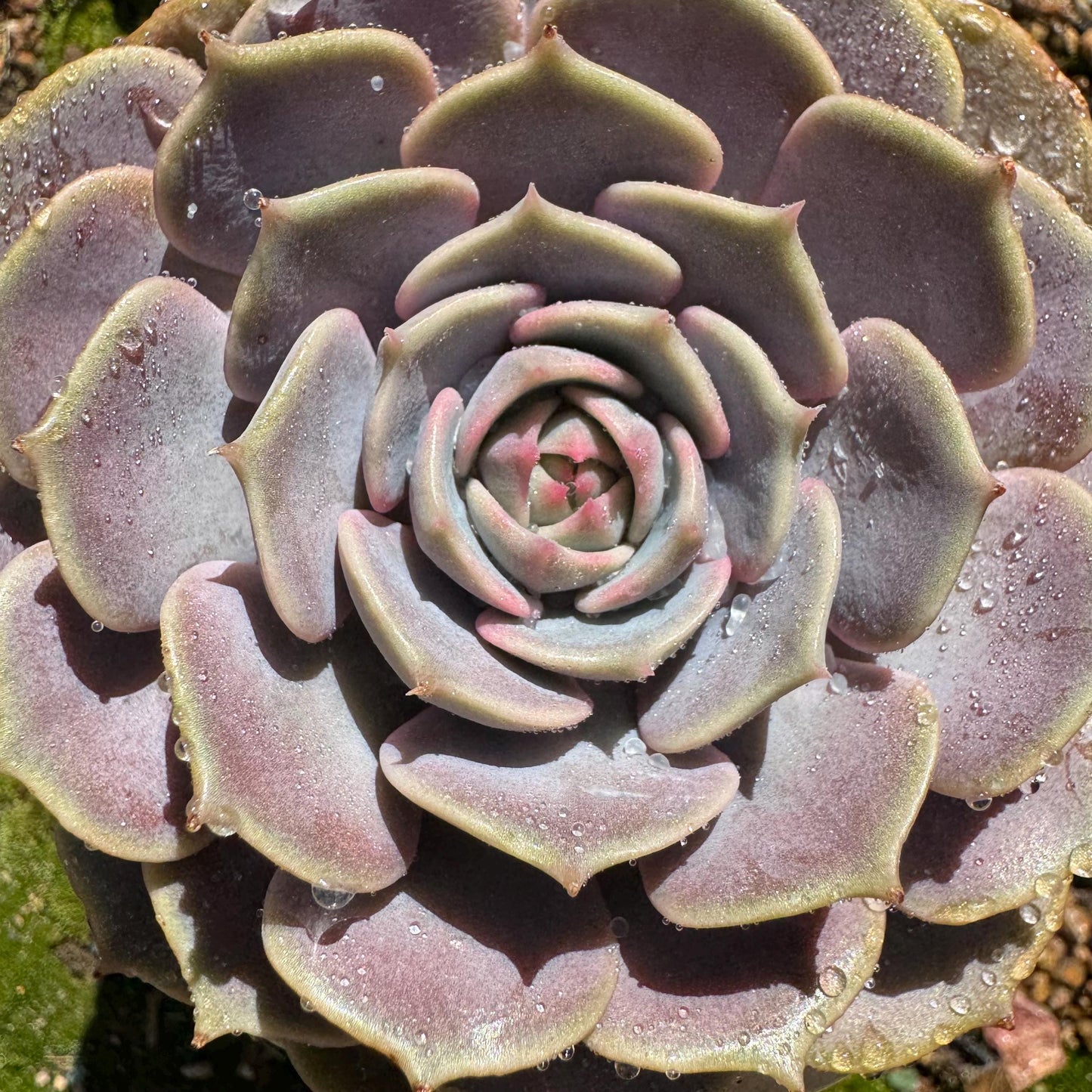 Echeveria 'Pink butterfly ', 1head, 3.5inches, ( mixed Onslow X Laura,) Bare Root, Imported Rare Succulent, live plant, gift