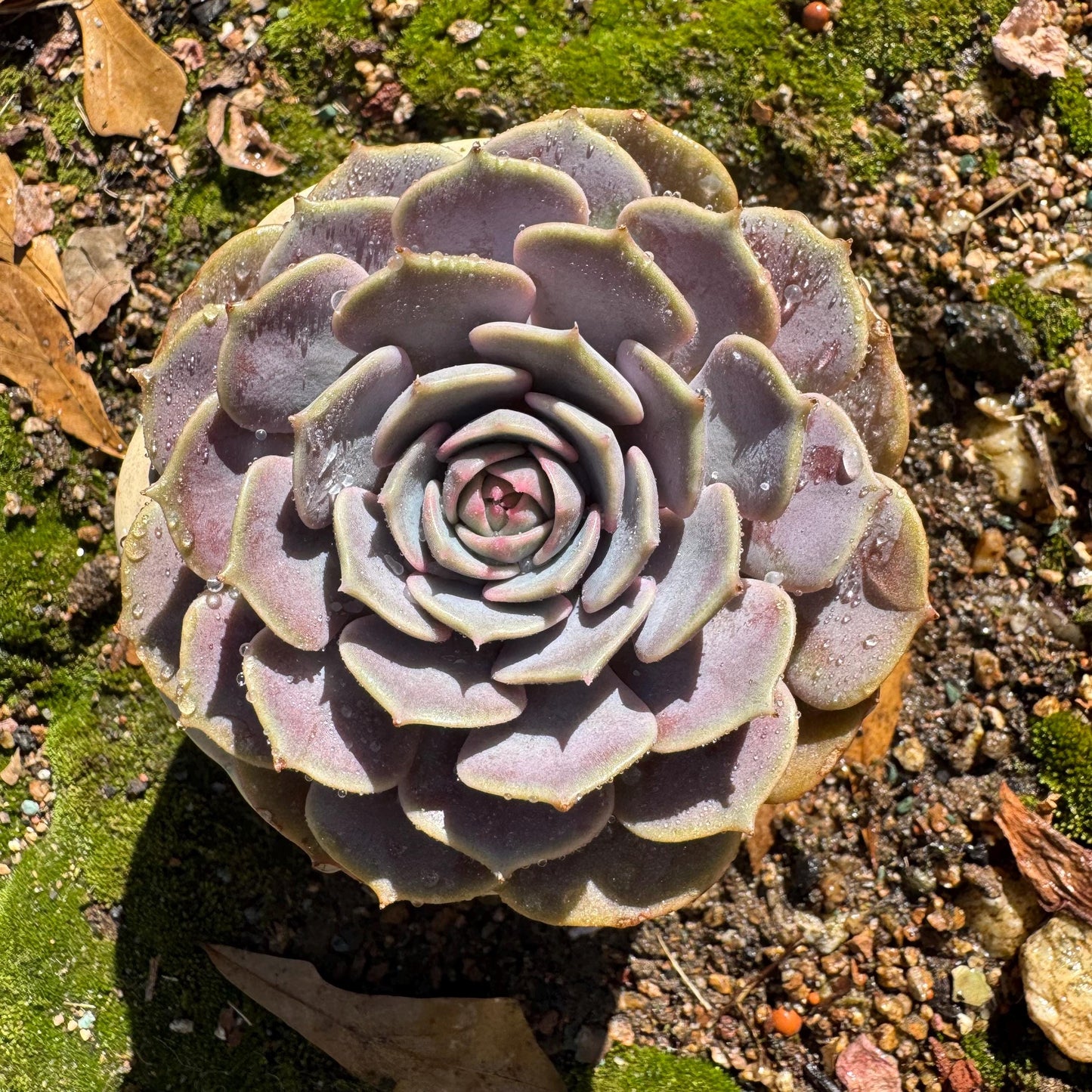Echeveria 'Pink butterfly ', 1head, 3.5inches, ( mixed Onslow X Laura,) Bare Root, Imported Rare Succulent, live plant, gift