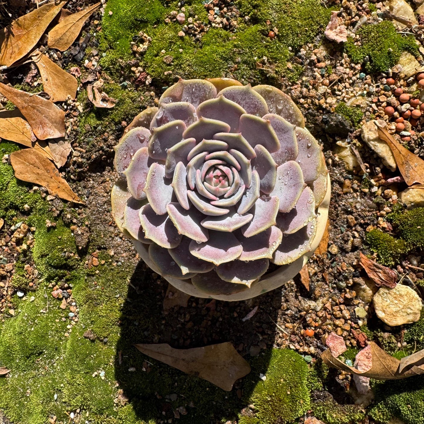 Echeveria 'Pink butterfly ', 1head, 3.5inches, ( mixed Onslow X Laura,) Bare Root, Imported Rare Succulent, live plant, gift