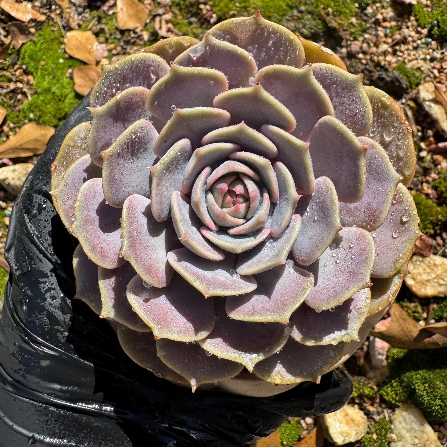 Echeveria 'Pink butterfly ', 1head, 3.5inches, ( mixed Onslow X Laura,) Bare Root, Imported Rare Succulent, live plant, gift