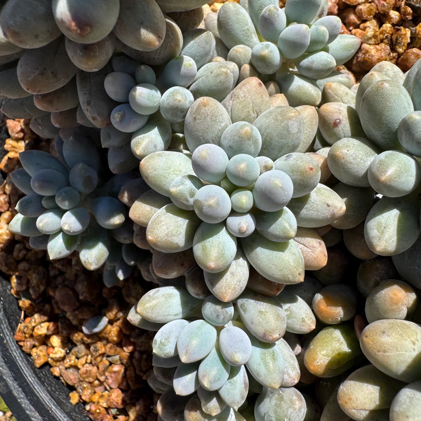 Pachyphytum' Baby Finger' big cluster, 4.5inches, Bare Root, Imported Rare Succulent, many heads.