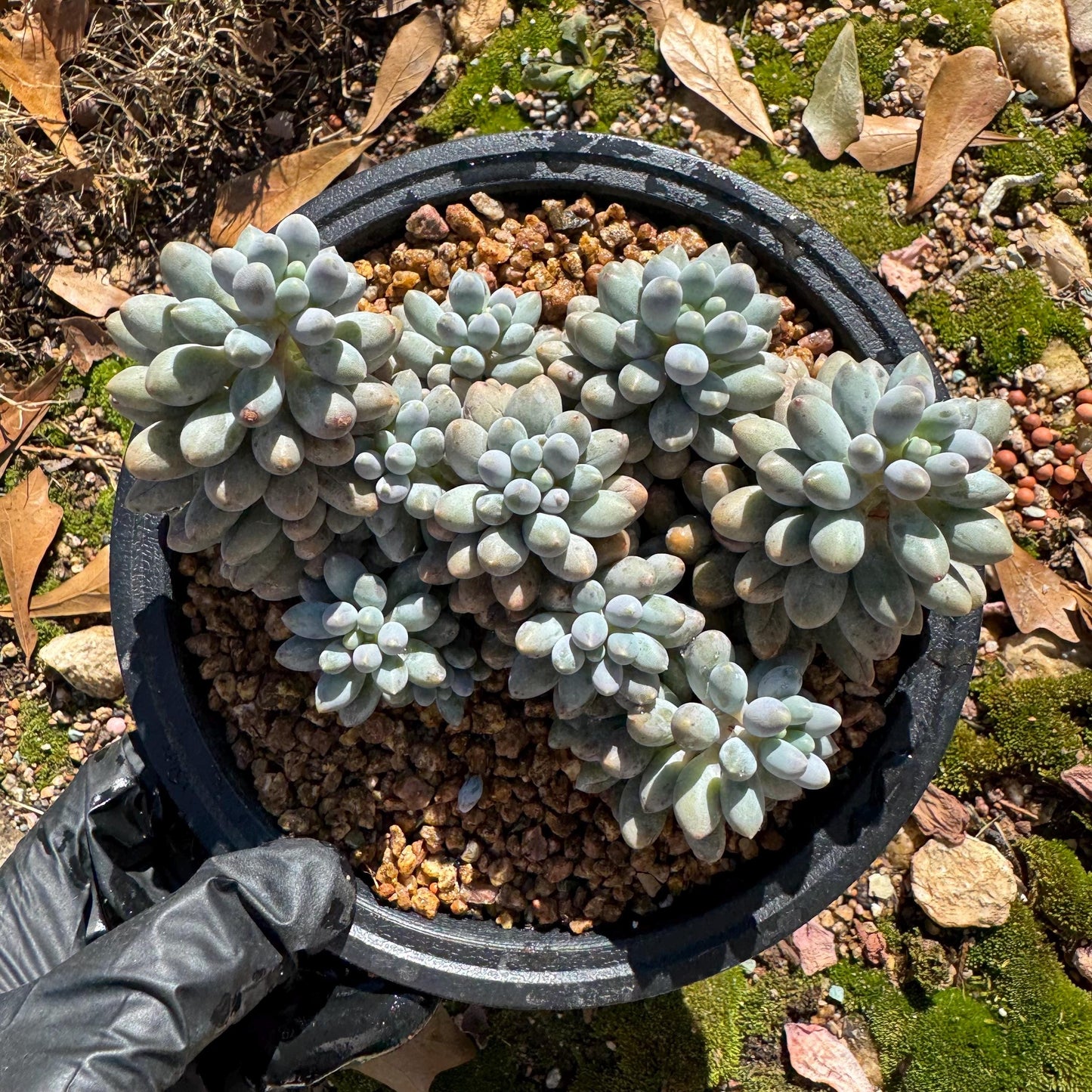 Pachyphytum' Baby Finger' big cluster, 4.5inches, Bare Root, Imported Rare Succulent, many heads.