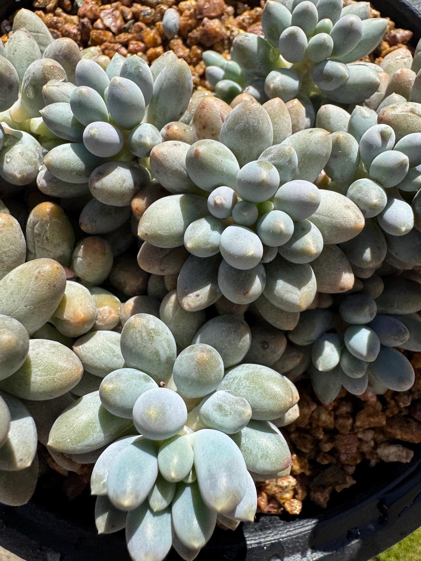 Pachyphytum' Baby Finger' big cluster, 4.5inches, Bare Root, Imported Rare Succulent, many heads.