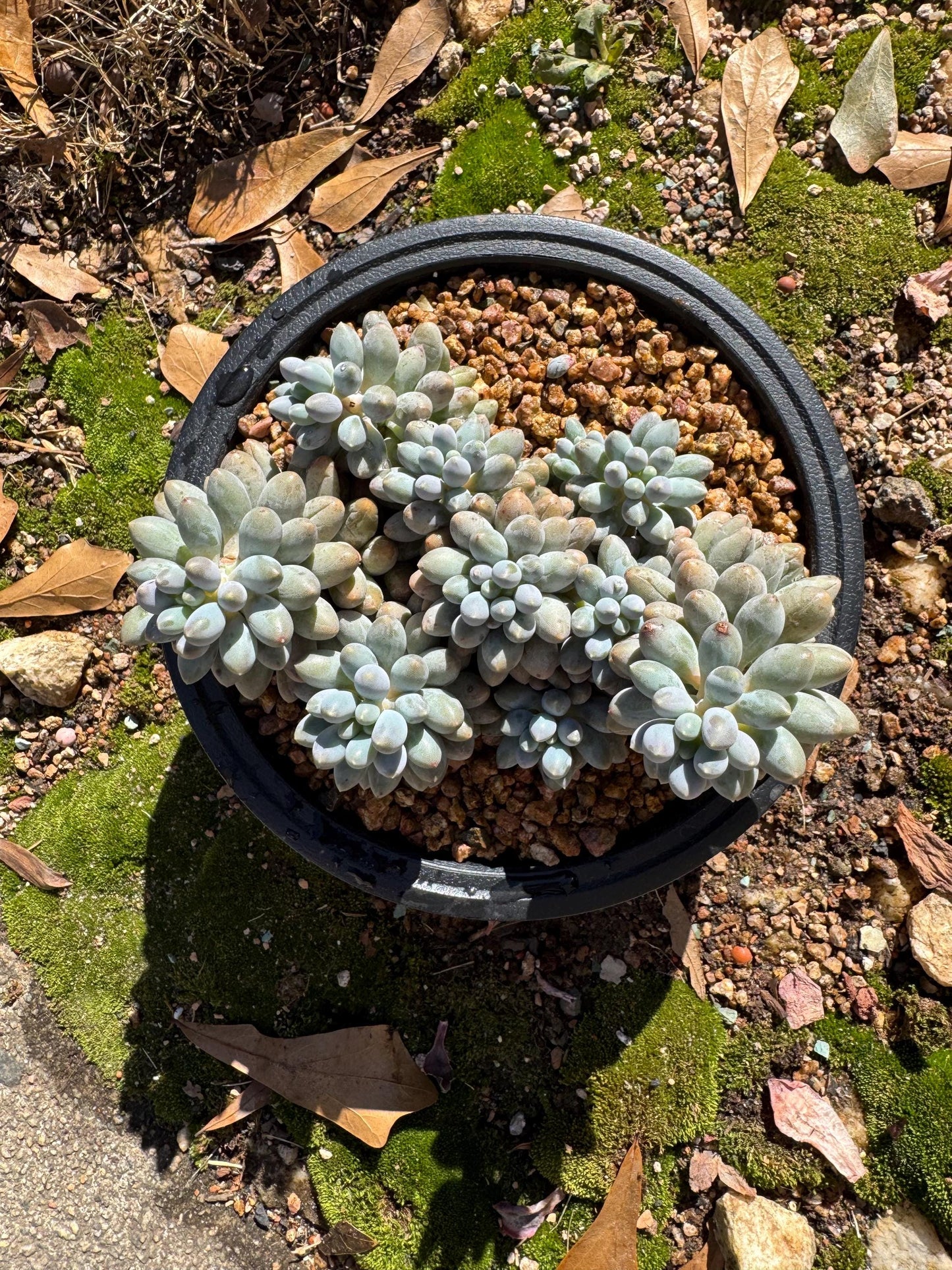 Pachyphytum' Baby Finger' big cluster, 4.5inches, Bare Root, Imported Rare Succulent, many heads.