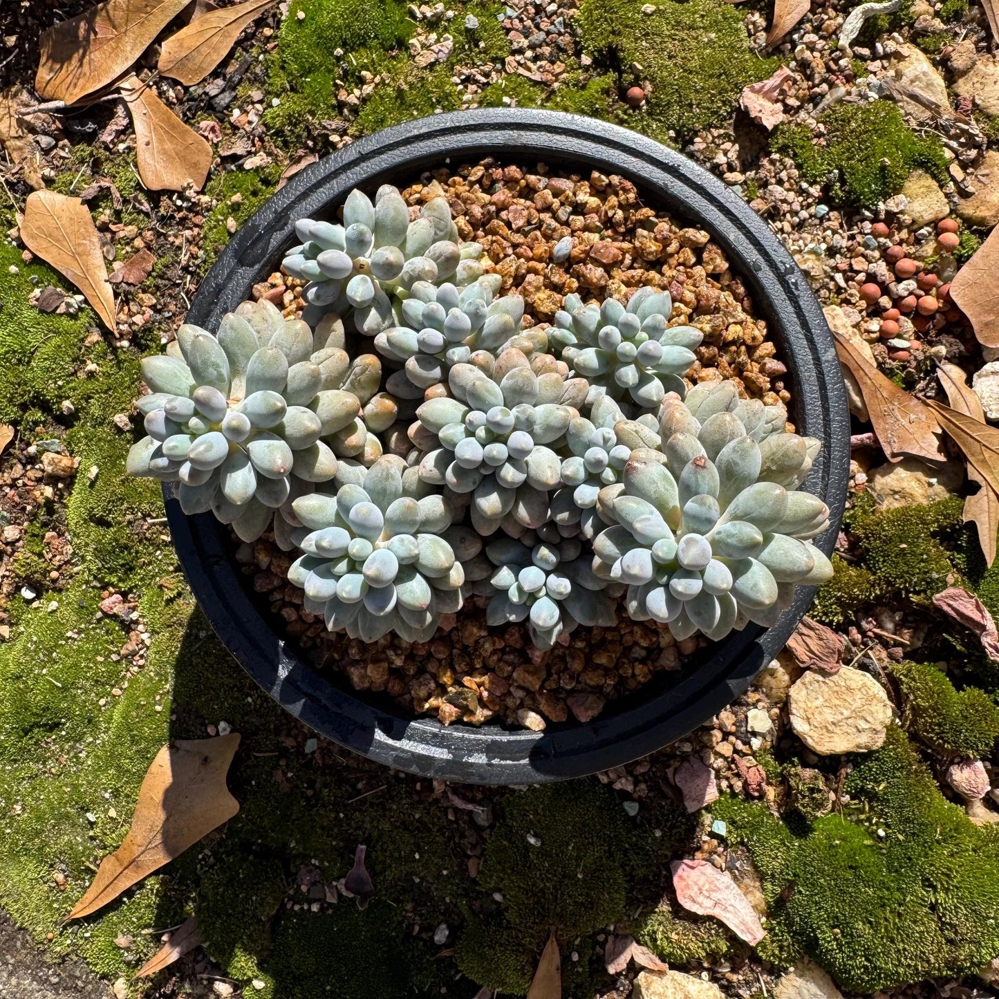 Pachyphytum' Baby Finger' big cluster, 4.5inches, Bare Root, Imported Rare Succulent, many heads.