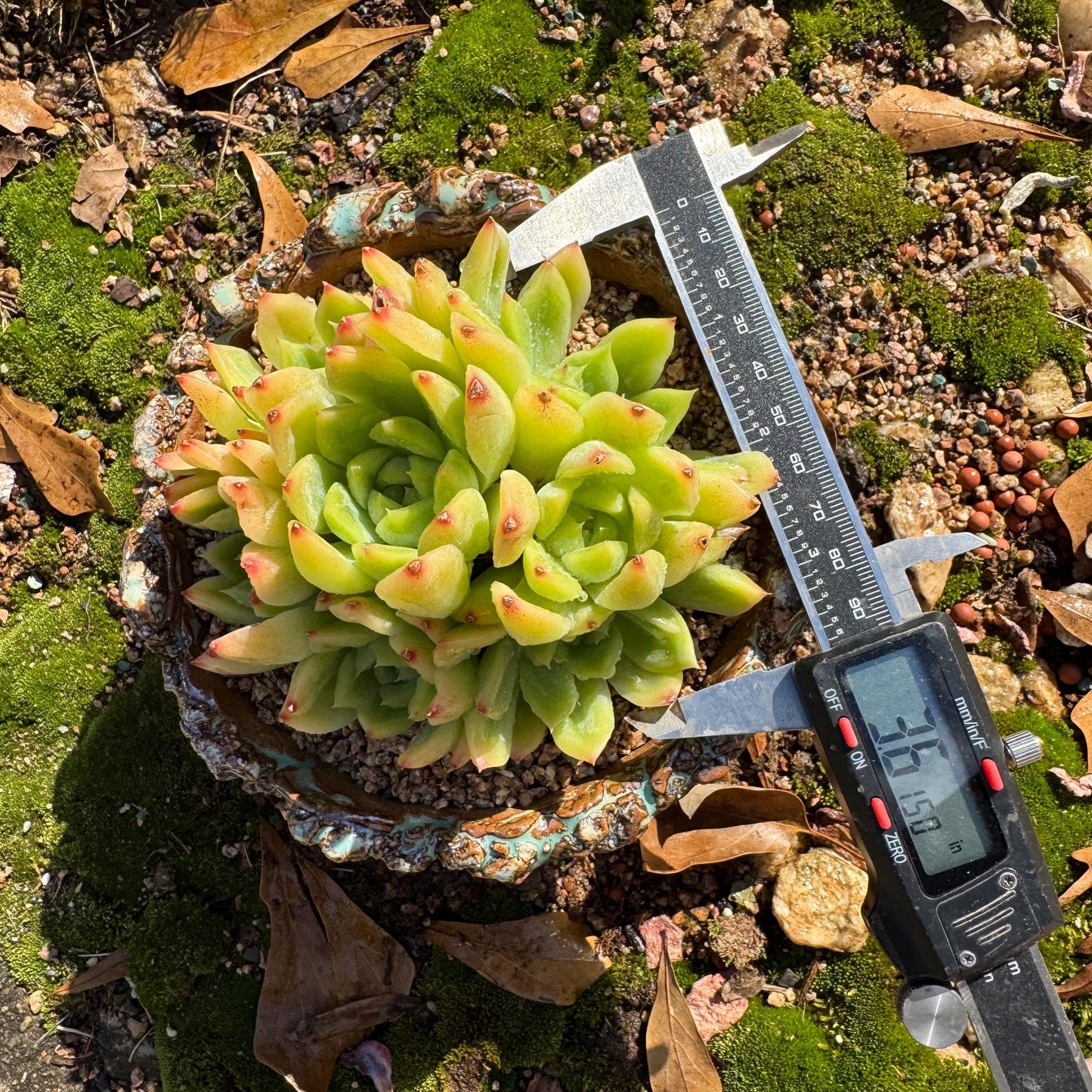 Echeveria' Malgan sp.' Cluster, 3.6inches , nice color Imported Rare Succulent, Bare Root, gift