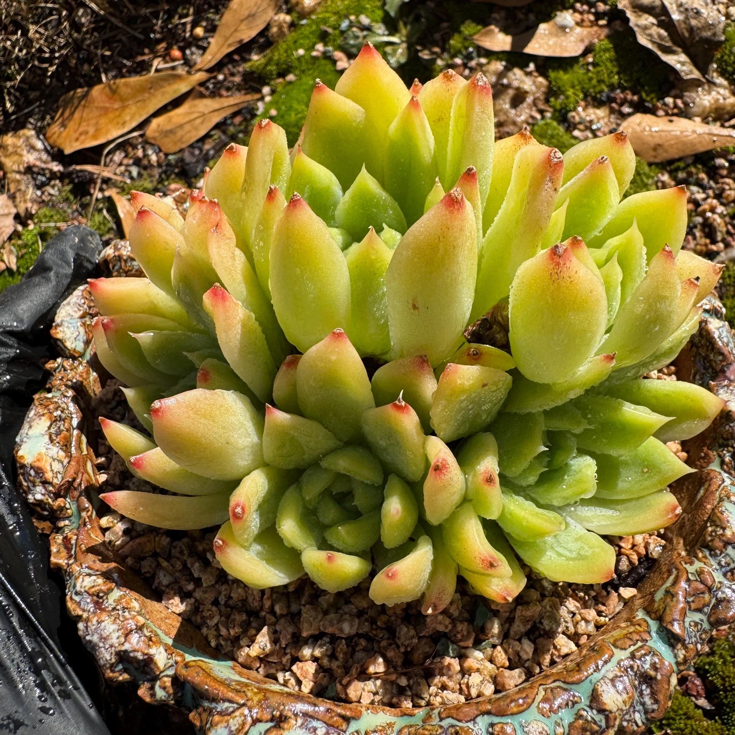 Echeveria' Malgan sp.' Cluster, 3.6inches , nice color Imported Rare Succulent, Bare Root, gift