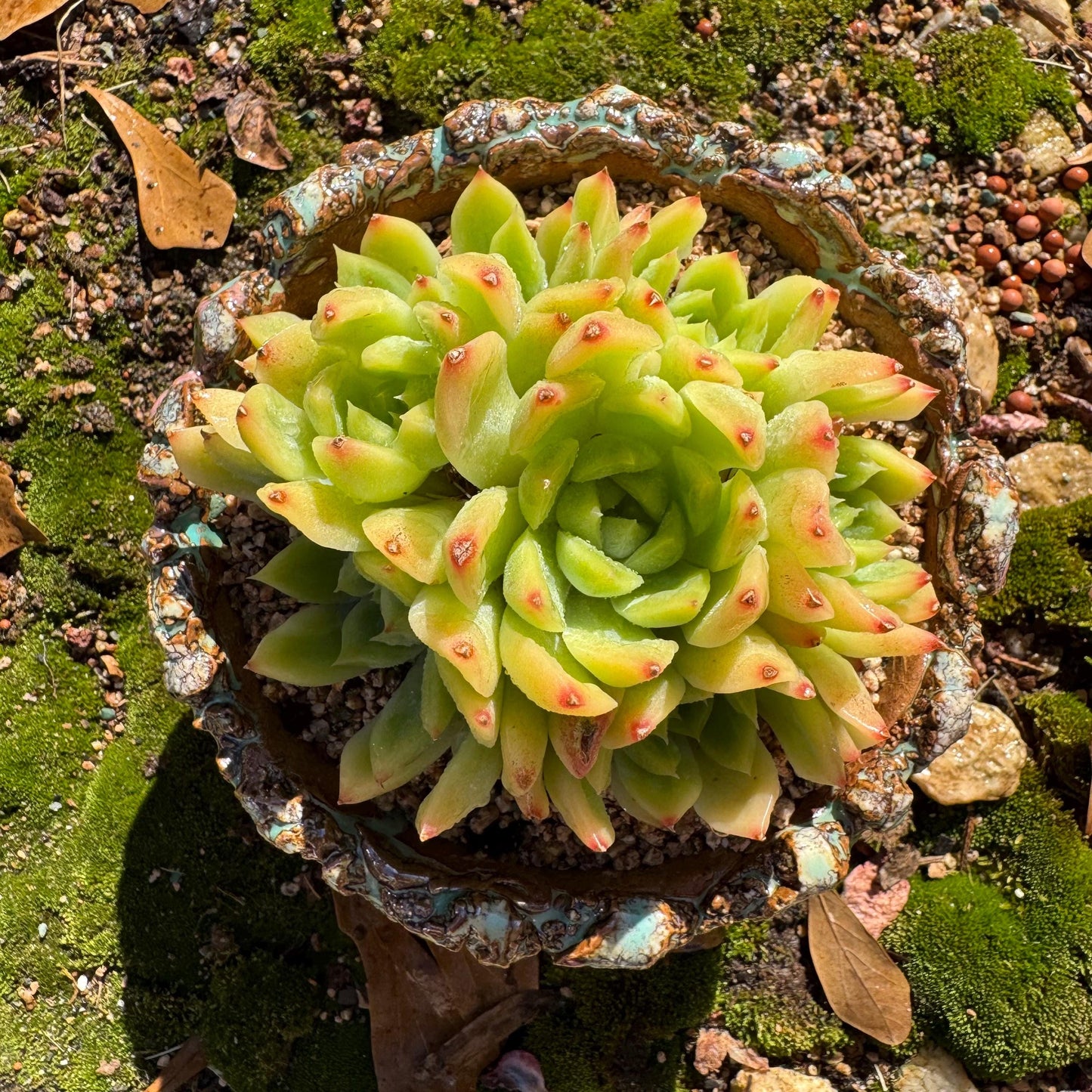 Echeveria' Malgan sp.' Cluster, 3.6inches , nice color Imported Rare Succulent, Bare Root, gift