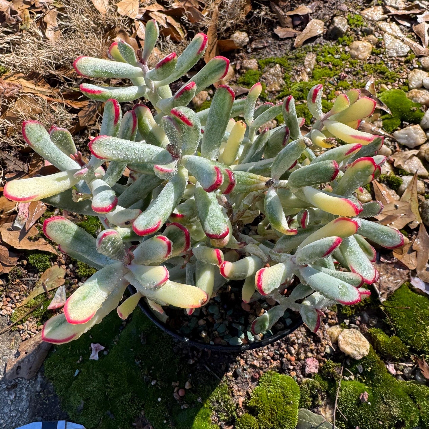Cotyledon ‘Orbiculata cv. Long Leaf Variegated’ big cluster , 6inches, bare Root, Imported Rare Succulent, live plant