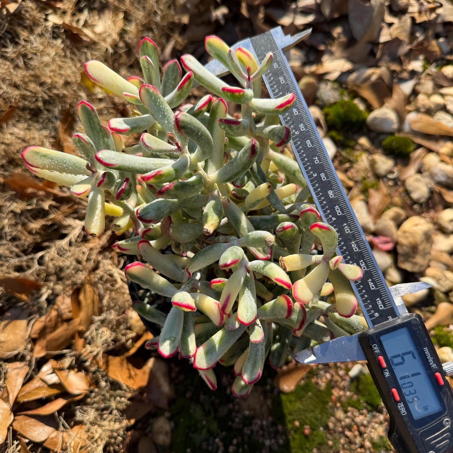 Cotyledon ‘Orbiculata cv. Long Leaf Variegated’ big cluster , 6inches, bare Root, Imported Rare Succulent, live plant