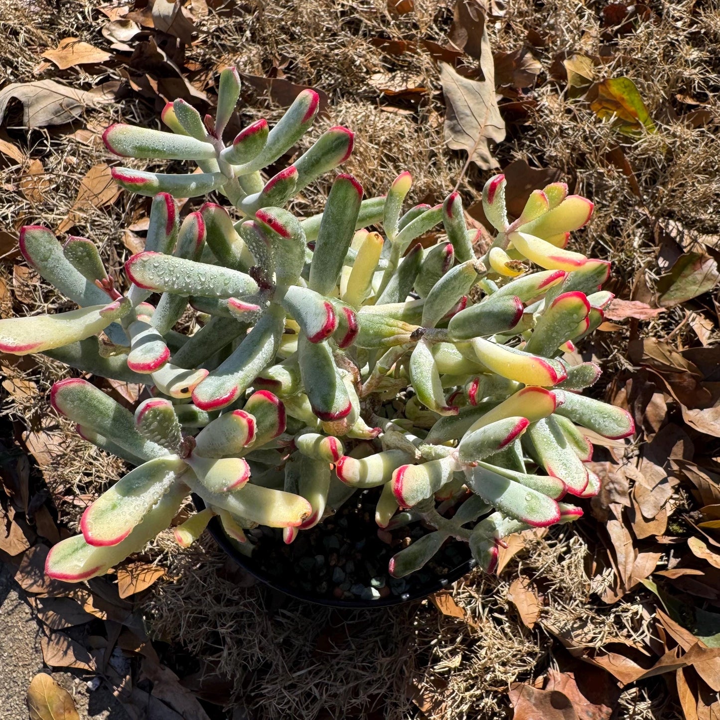 Cotyledon ‘Orbiculata cv. Long Leaf Variegated’ big cluster , 6inches, bare Root, Imported Rare Succulent, live plant