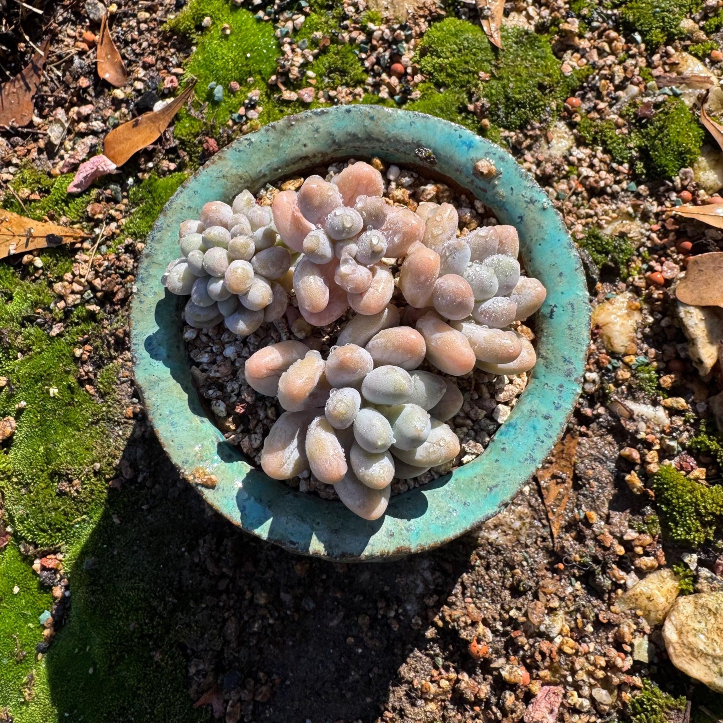New ! Echeveria’ Pink Lover’ small cluster with a crest head , high quality, 3inches, live plant,imported succulents, live plant, gift