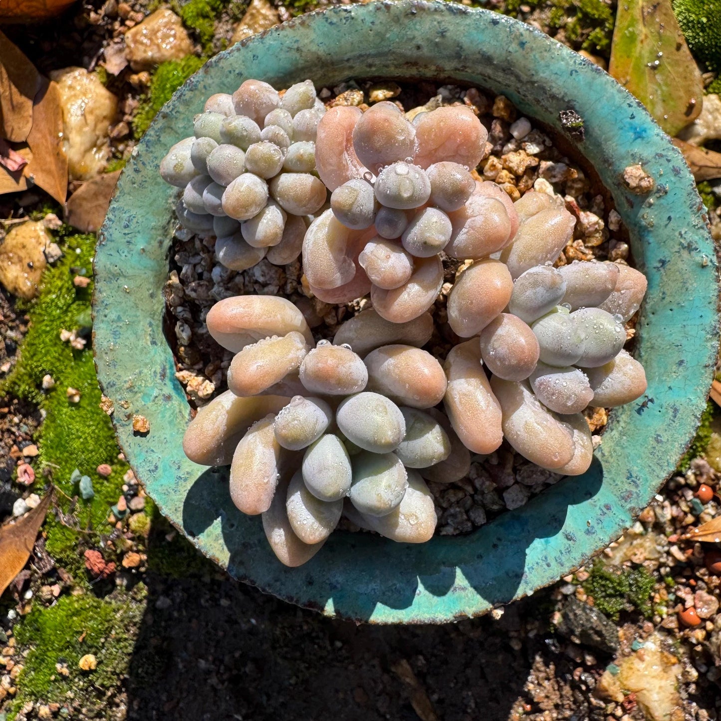 New ! Echeveria’ Pink Lover’ small cluster with a crest head , high quality, 3inches, live plant,imported succulents, live plant, gift