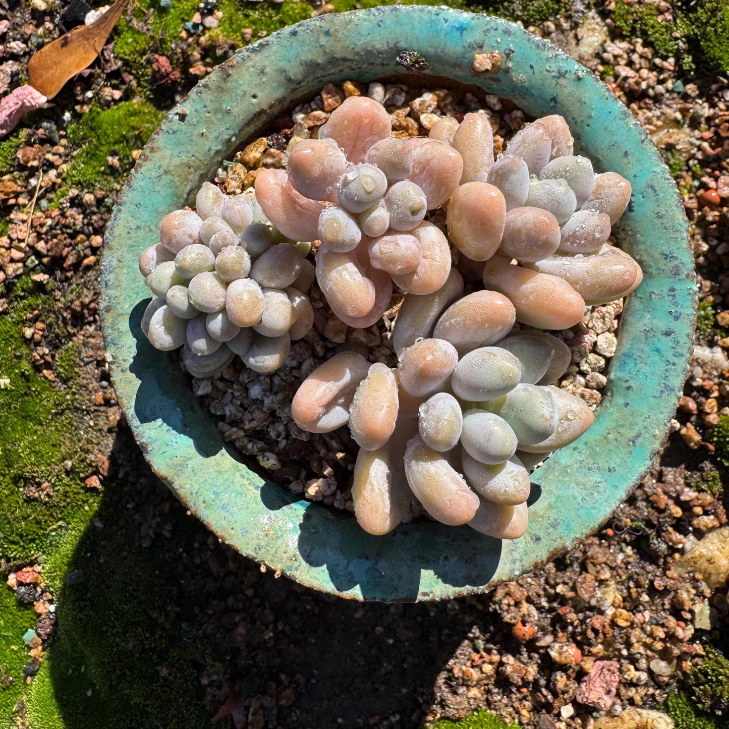 New ! Echeveria’ Pink Lover’ small cluster with a crest head , high quality, 3inches, live plant,imported succulents, live plant, gift