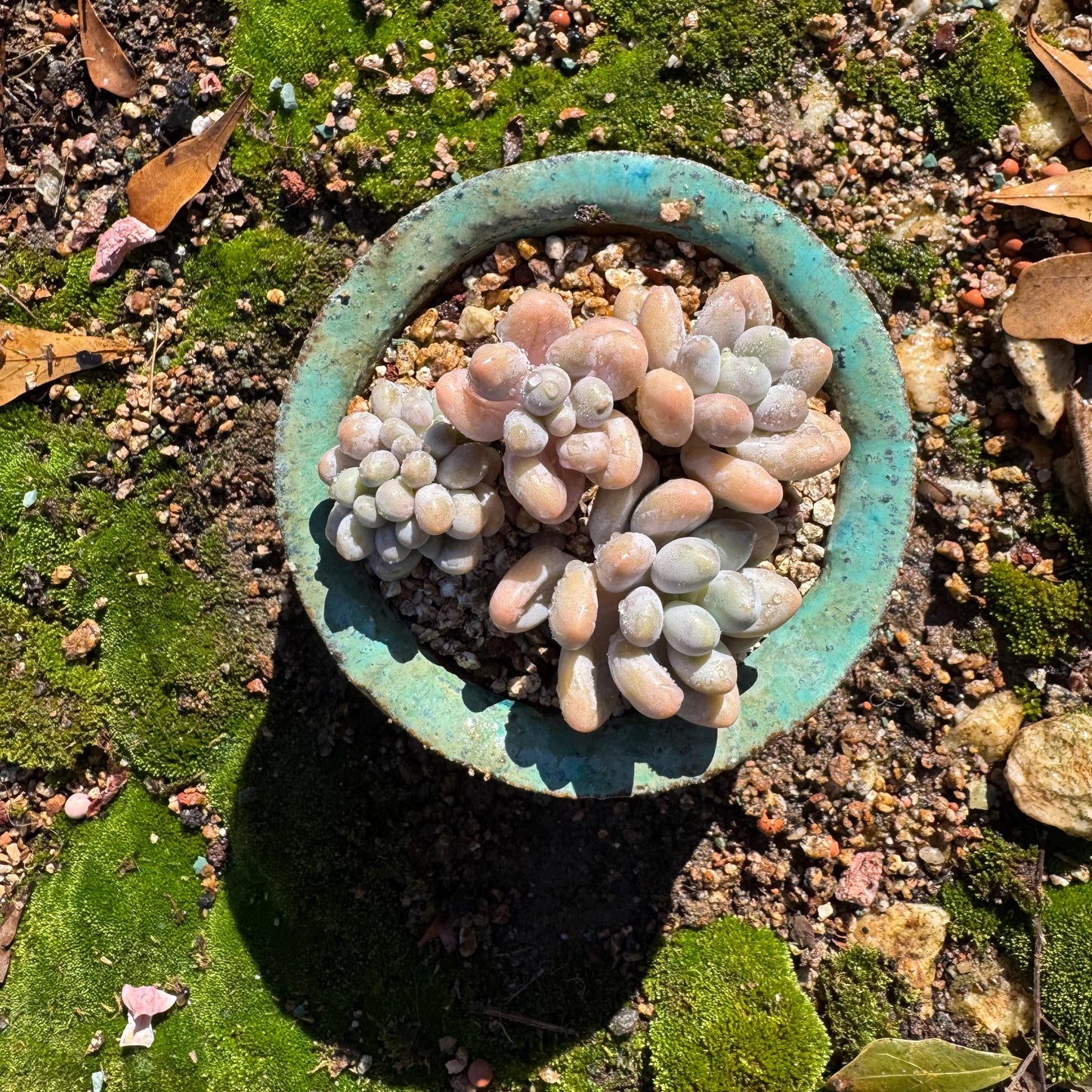 New ! Echeveria’ Pink Lover’ small cluster with a crest head , high quality, 3inches, live plant,imported succulents, live plant, gift