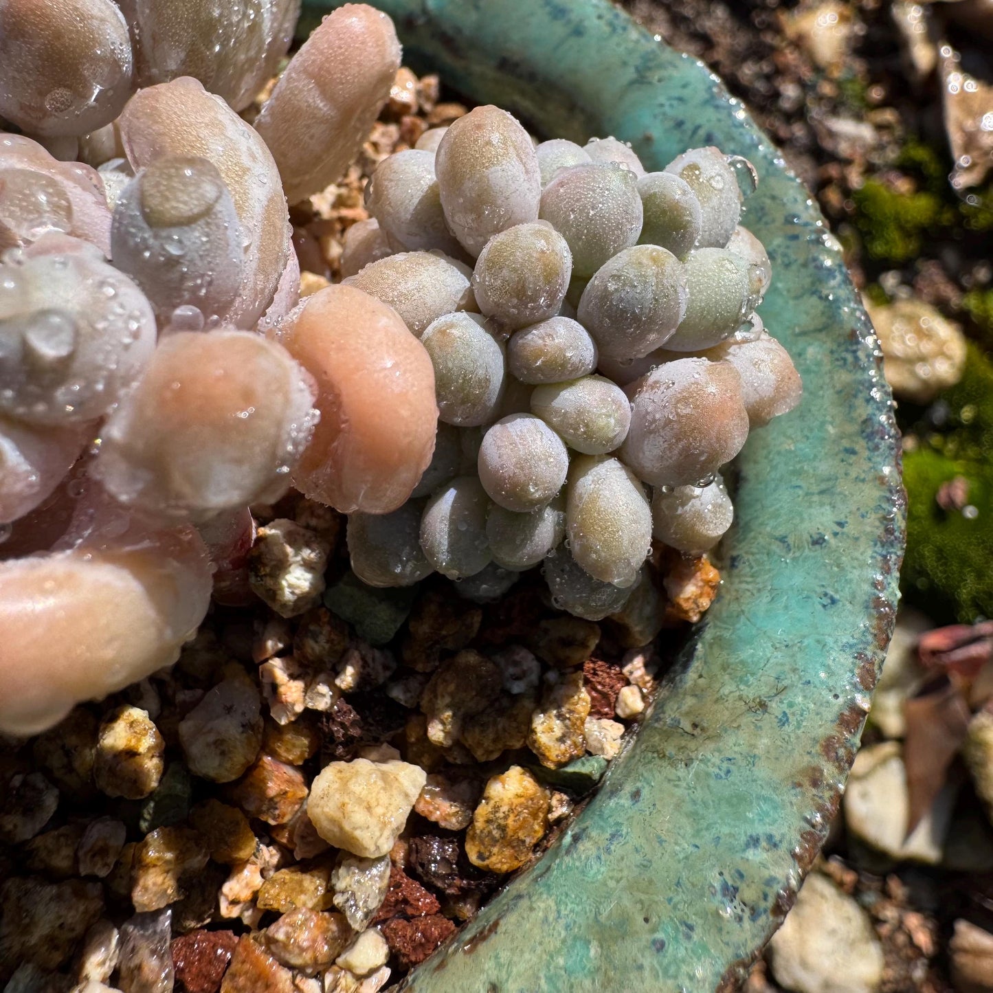 New ! Echeveria’ Pink Lover’ small cluster with a crest head , high quality, 3inches, live plant,imported succulents, live plant, gift