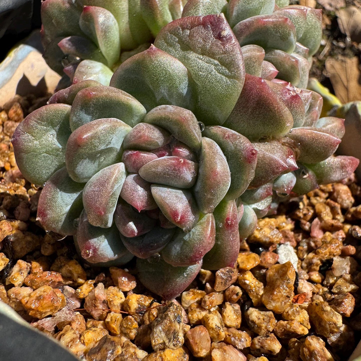 New! Echeveria 'Jade Pavilion ‘ crest cluster, 2.8inches,nice color, new hybrid, , Imported Rare Succulent, Bare Root, live plant