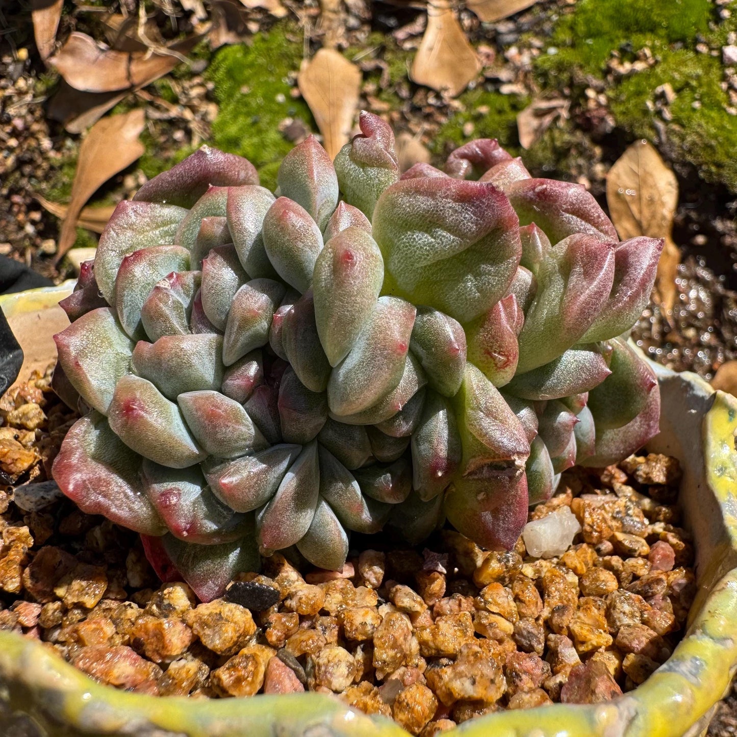 New! Echeveria 'Jade Pavilion ‘ crest cluster, 2.8inches,nice color, new hybrid, , Imported Rare Succulent, Bare Root, live plant