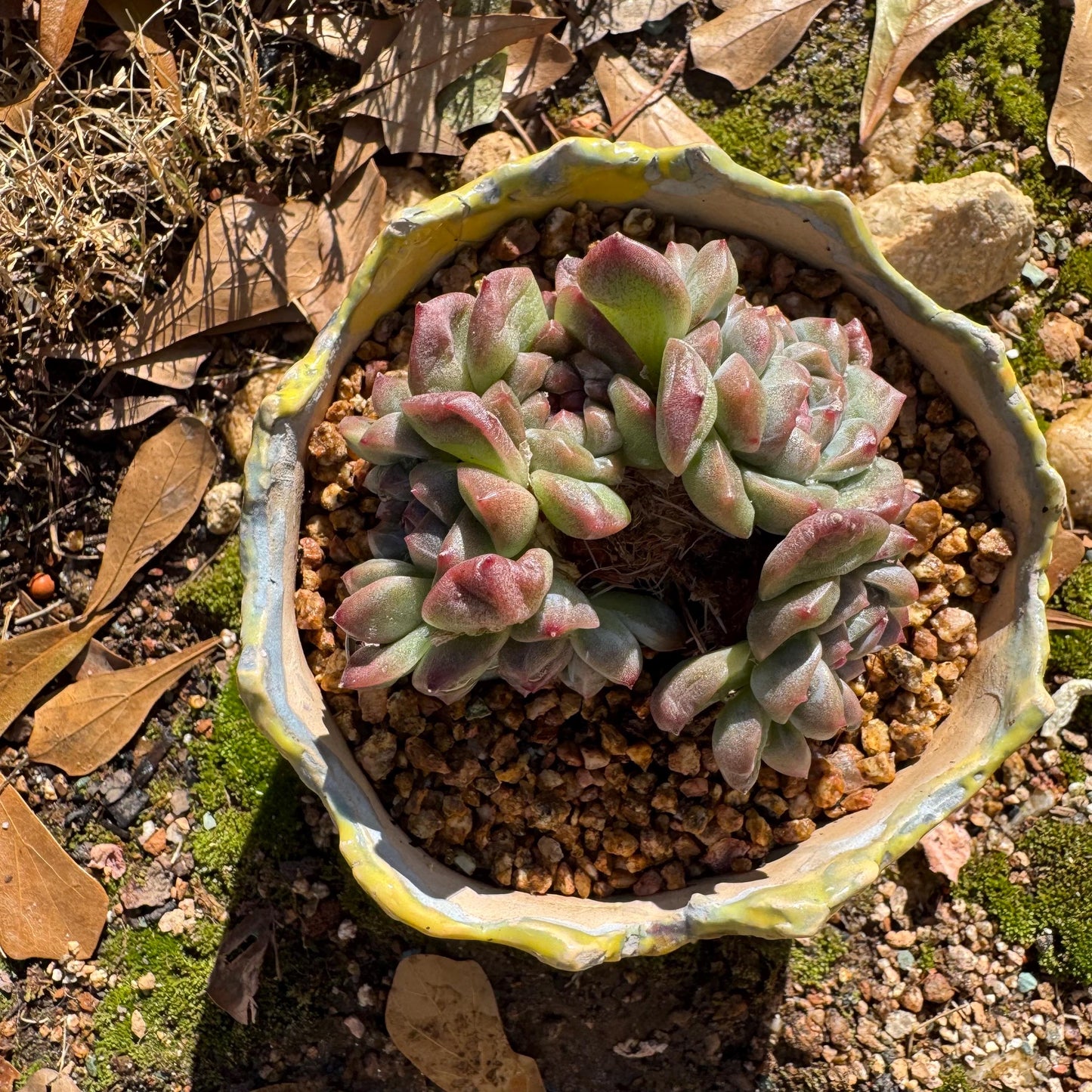 New! Echeveria 'Jade Pavilion ‘ crest cluster, 2.8inches,nice color, new hybrid, , Imported Rare Succulent, Bare Root, live plant