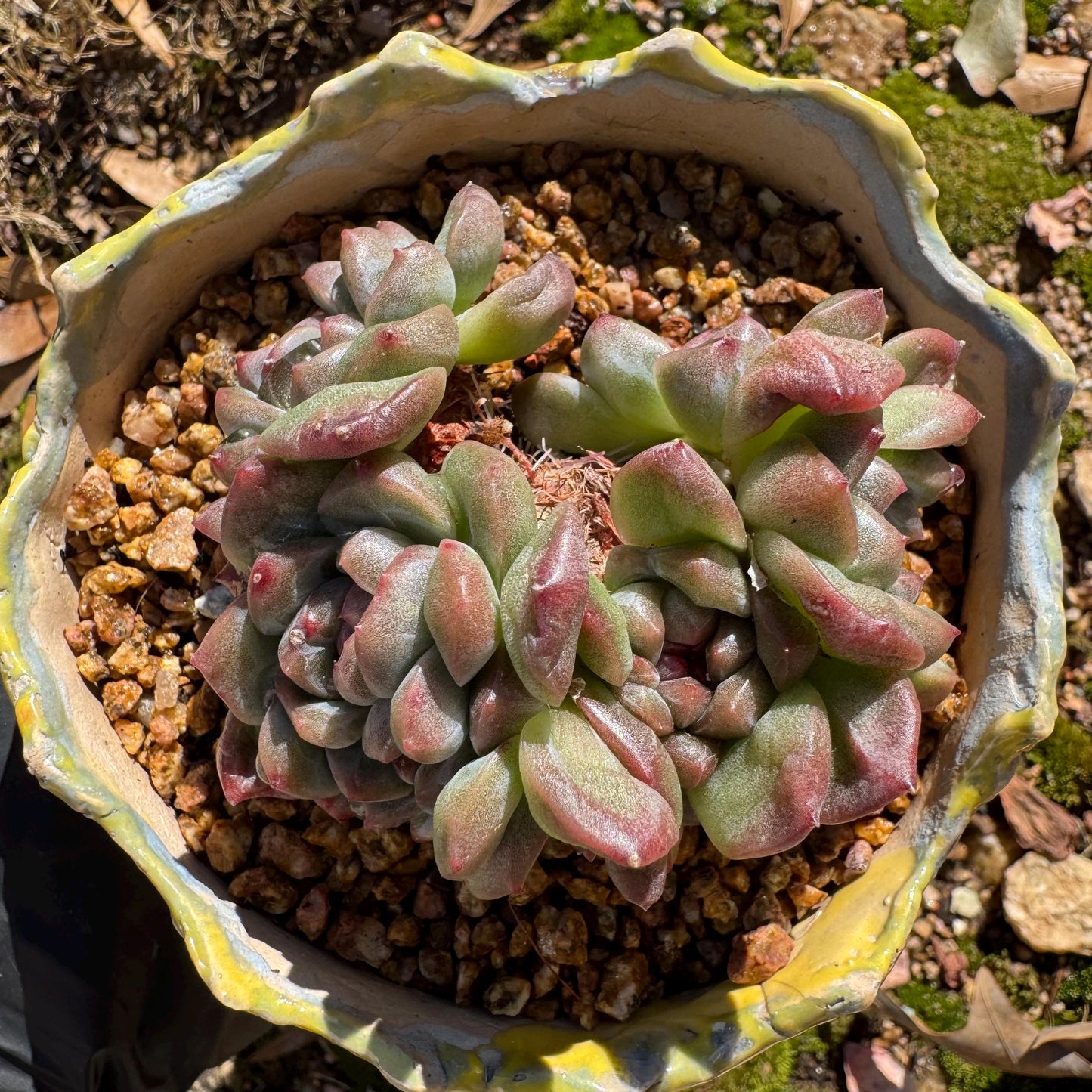 New! Echeveria 'Jade Pavilion ‘ crest cluster, 2.8inches,nice color, new hybrid, , Imported Rare Succulent, Bare Root, live plant