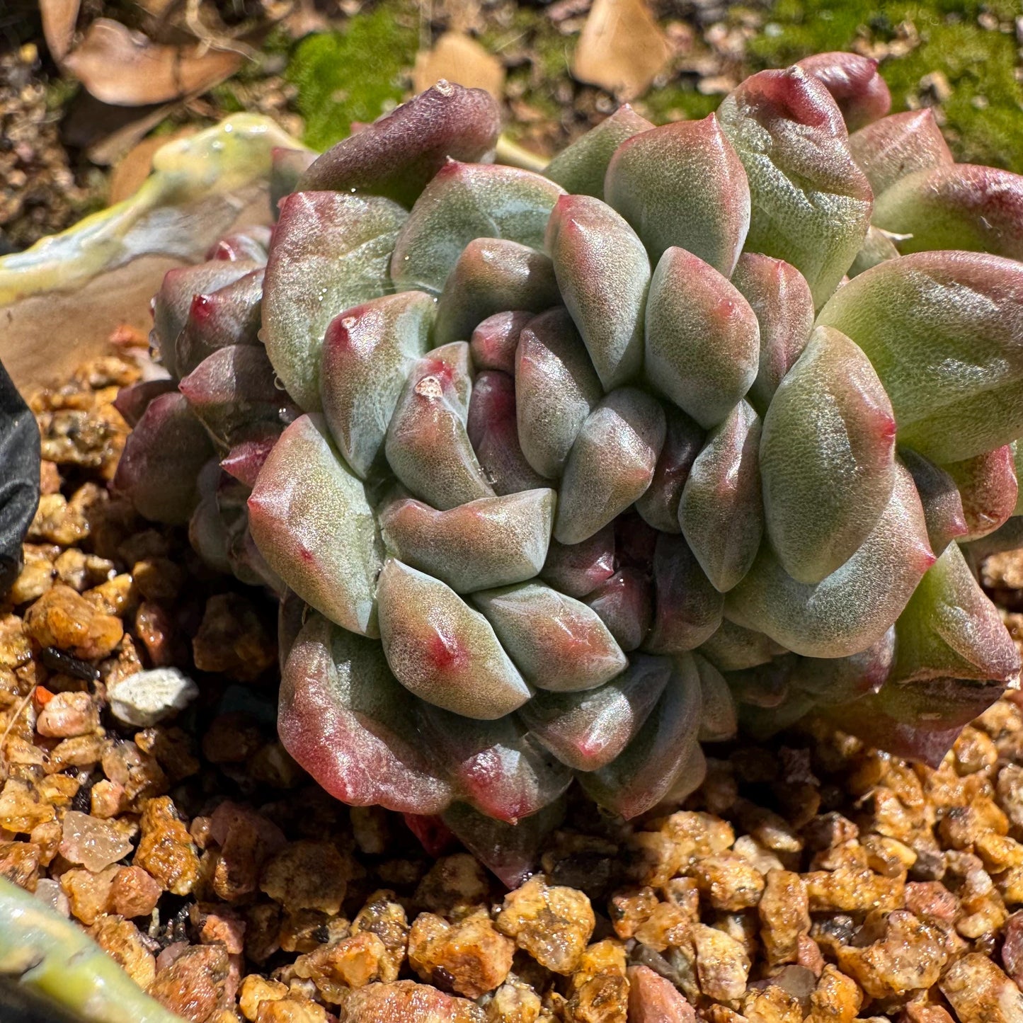 New! Echeveria 'Jade Pavilion ‘ crest cluster, 2.8inches,nice color, new hybrid, , Imported Rare Succulent, Bare Root, live plant