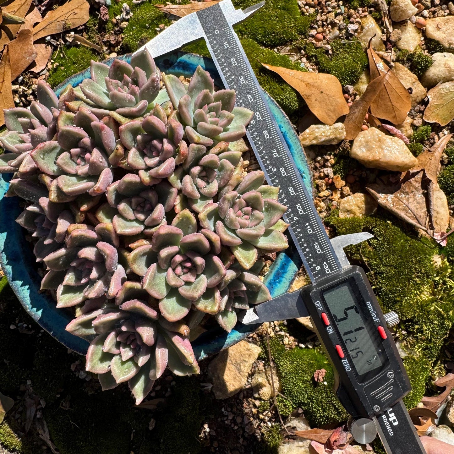 Echeveria 'Arzee' cluster, 5.1inches,Bare Root, Imported Rare Succulent, live plant, gift
