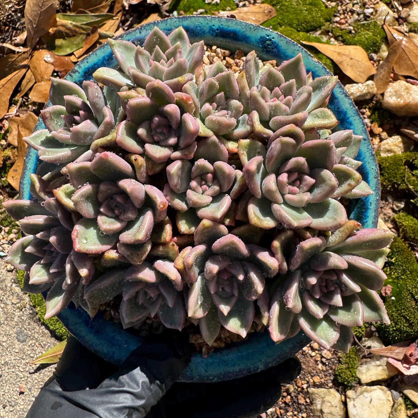 Echeveria 'Arzee' cluster, 5.1inches,Bare Root, Imported Rare Succulent, live plant, gift