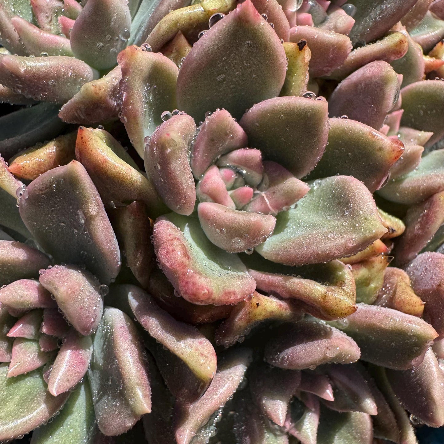 Echeveria 'Arzee' cluster, 5.1inches,Bare Root, Imported Rare Succulent, live plant, gift