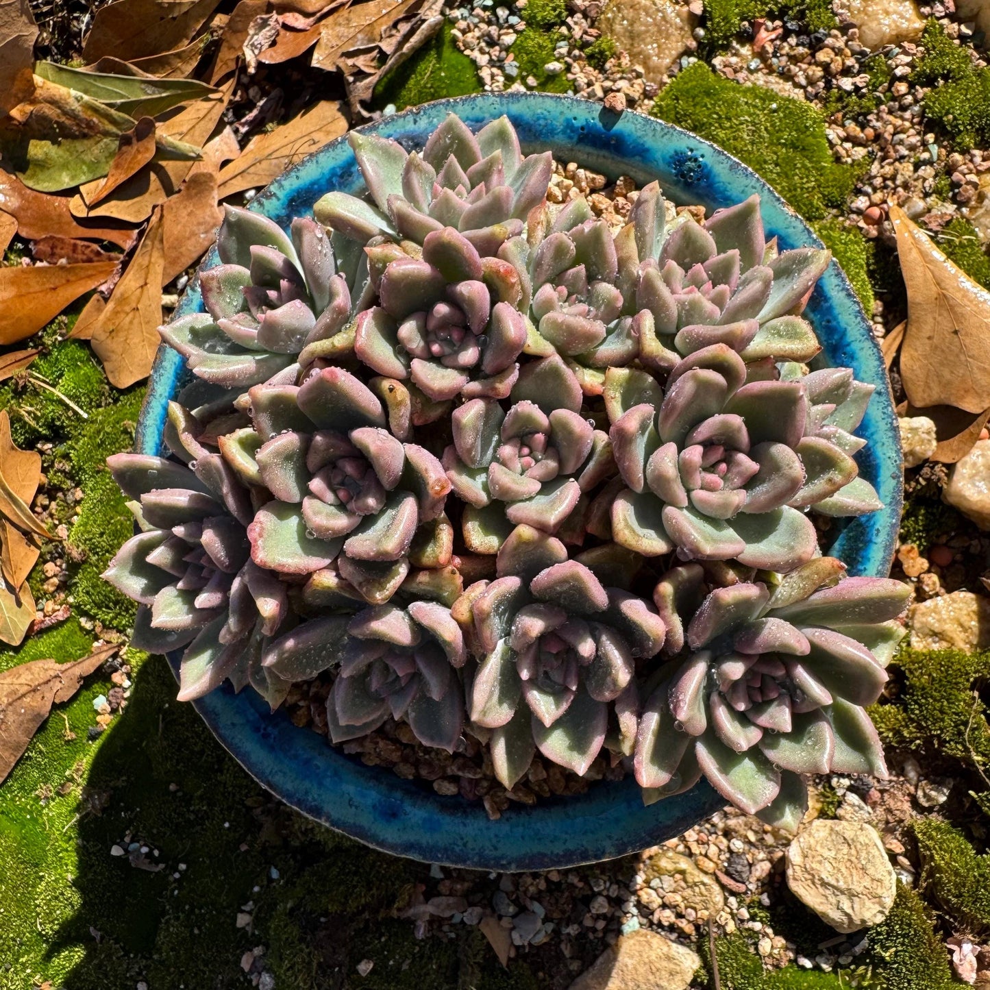Echeveria 'Arzee' cluster, 5.1inches,Bare Root, Imported Rare Succulent, live plant, gift