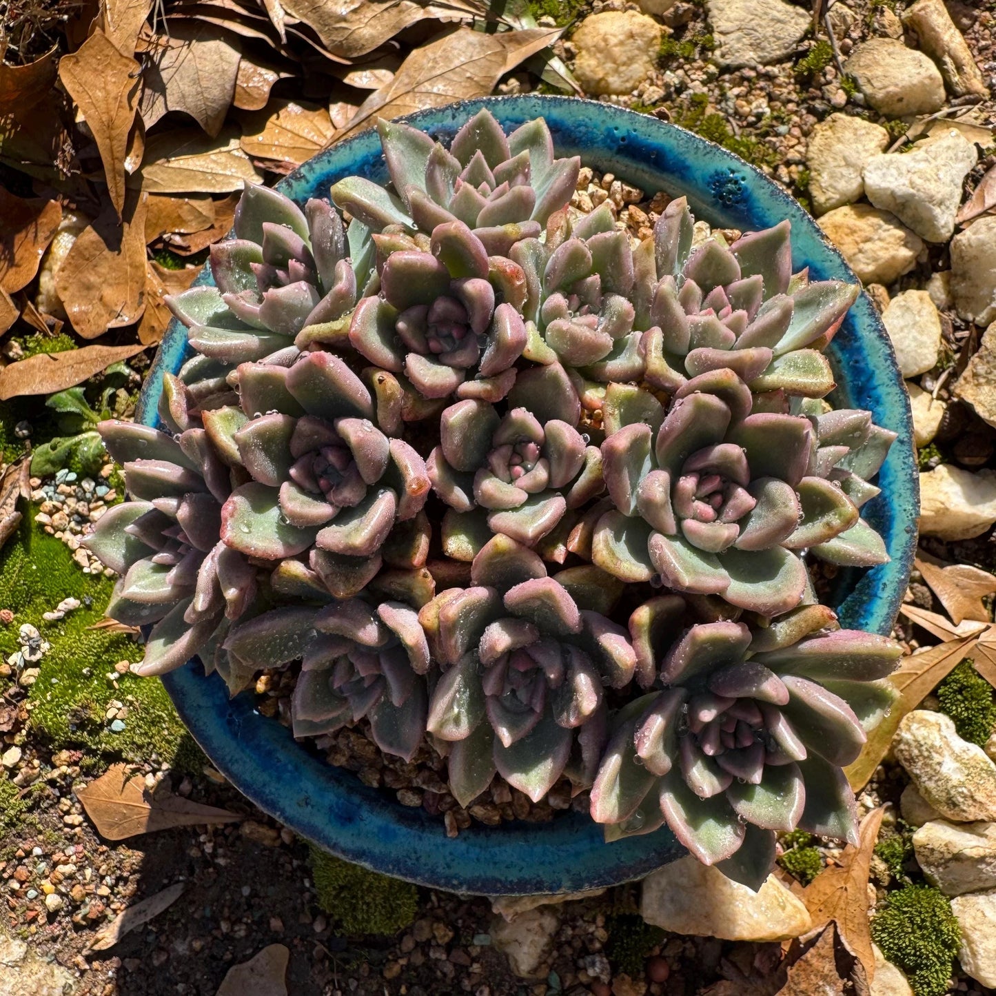 Echeveria 'Arzee' cluster, 5.1inches,Bare Root, Imported Rare Succulent, live plant, gift