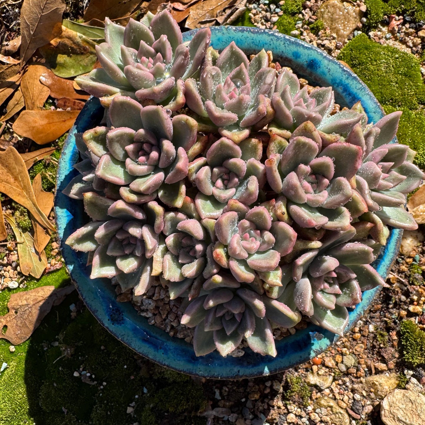 Echeveria 'Arzee' cluster, 5.1inches,Bare Root, Imported Rare Succulent, live plant, gift