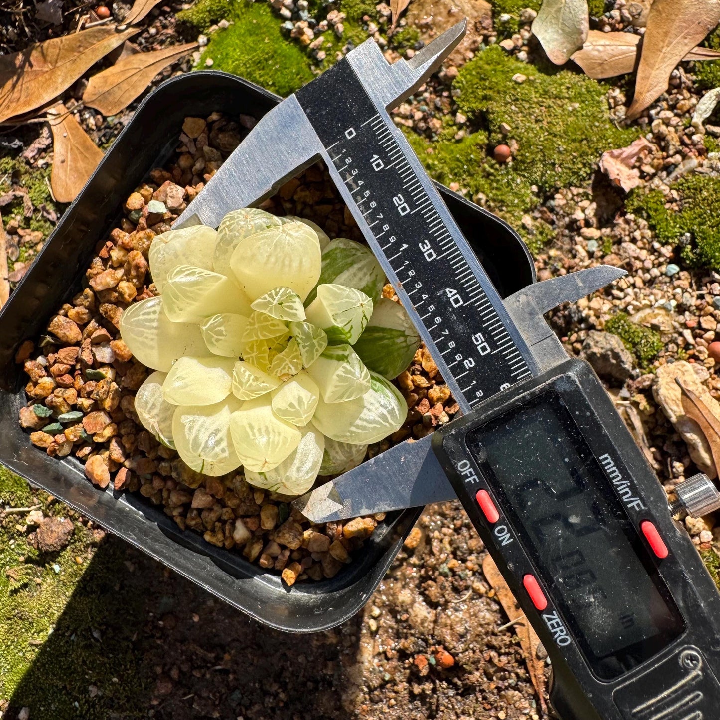 Haworthia' Cooperi Variegated'cluster, 2.2inches , Bare Root, Imported Rare Succulent, live plant.