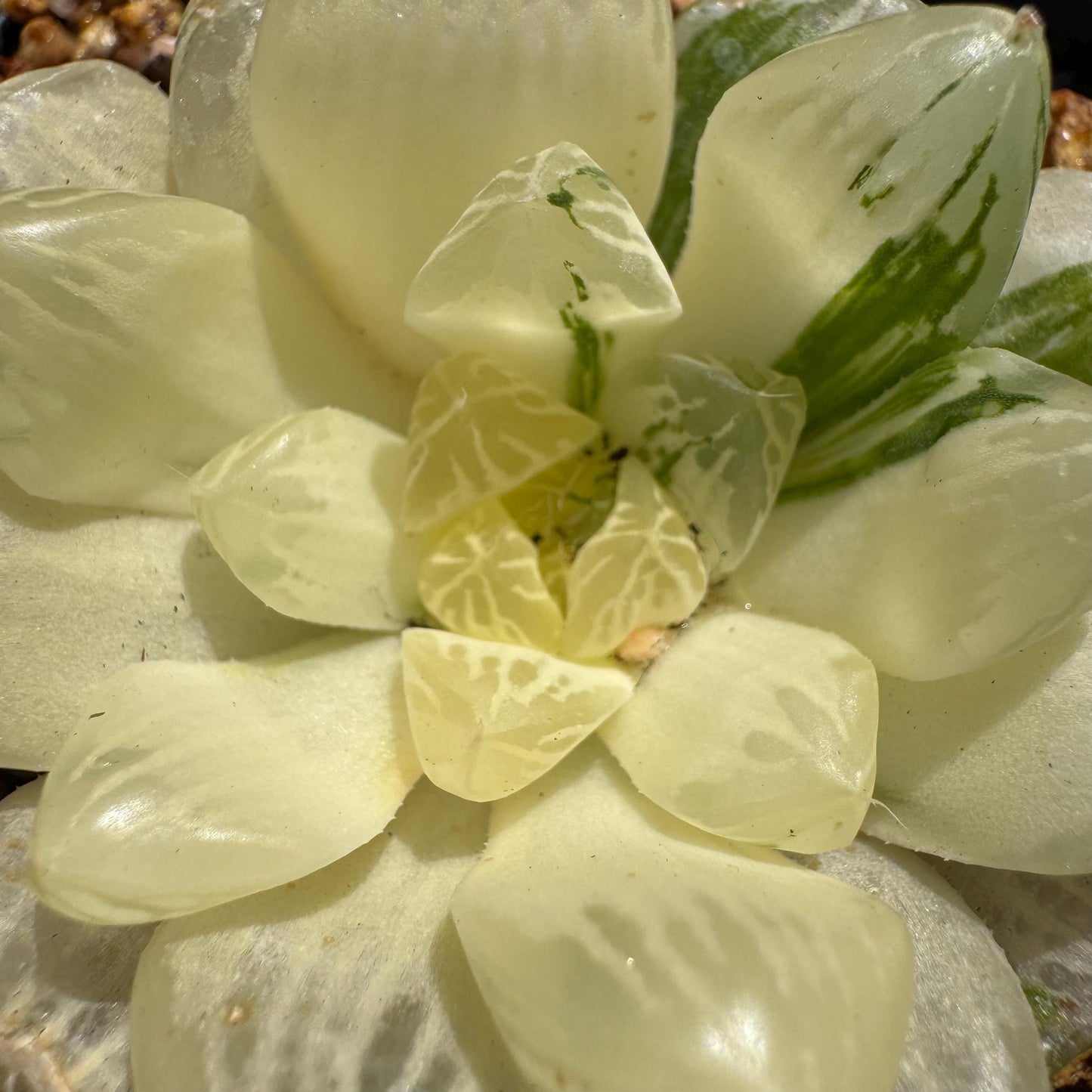 Haworthia' Cooperi Variegated'cluster, 2.2inches , Bare Root, Imported Rare Succulent, live plant.