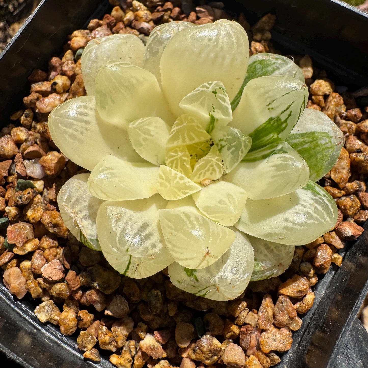 Haworthia' Cooperi Variegated'cluster, 2.2inches , Bare Root, Imported Rare Succulent, live plant.
