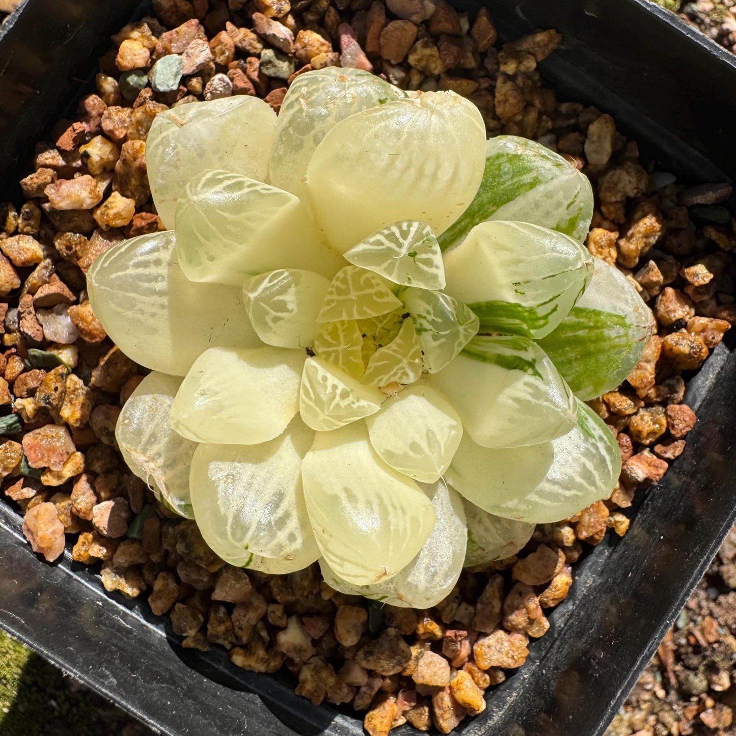 Haworthia' Cooperi Variegated'cluster, 2.2inches , Bare Root, Imported Rare Succulent, live plant.