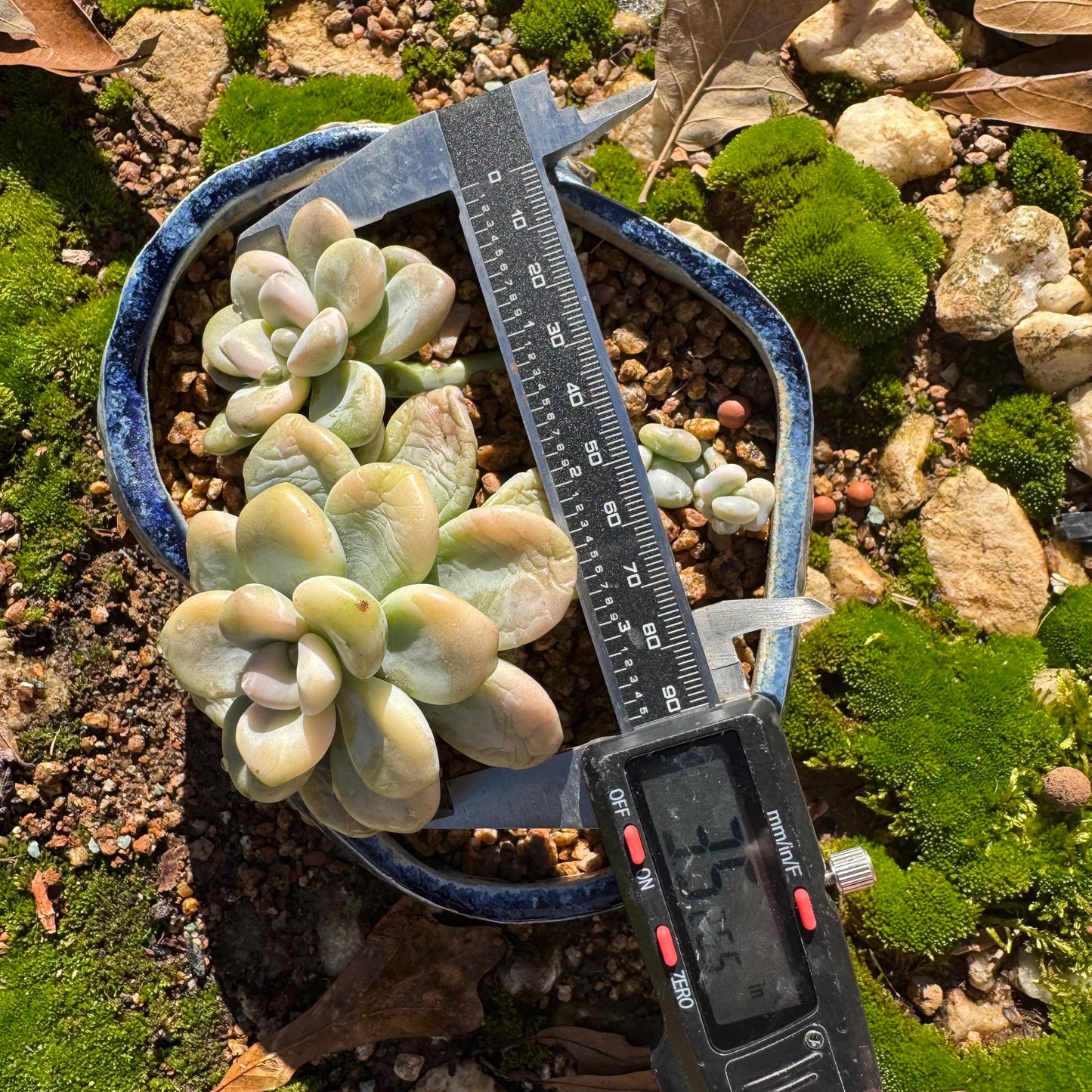 New! Graptosedum 'red miul variegated ', 2 heads with 2 babies, nice color, bare Root, , Imported Rare Succulent