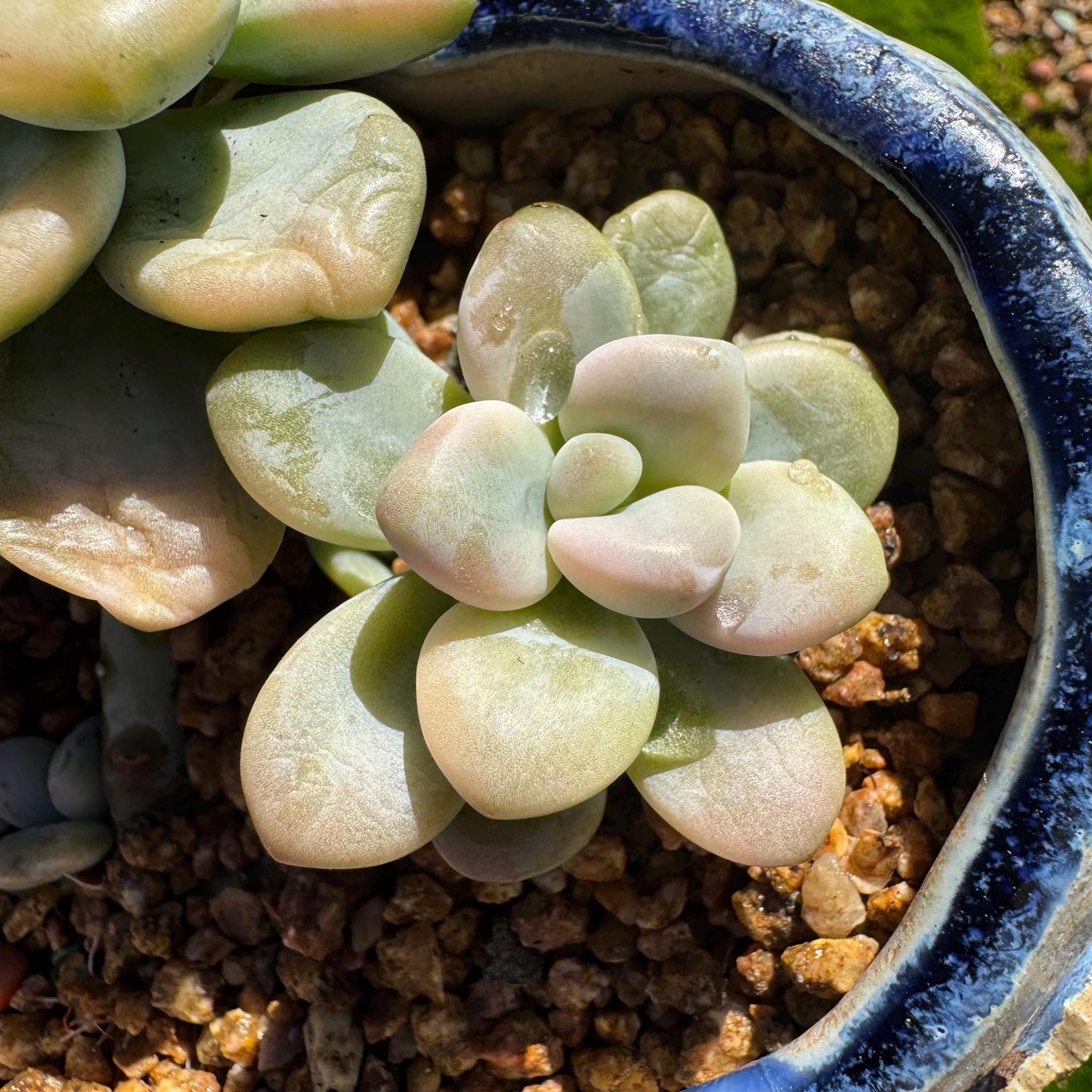 New! Graptosedum 'red miul variegated ', 2 heads with 2 babies, nice color, bare Root, , Imported Rare Succulent