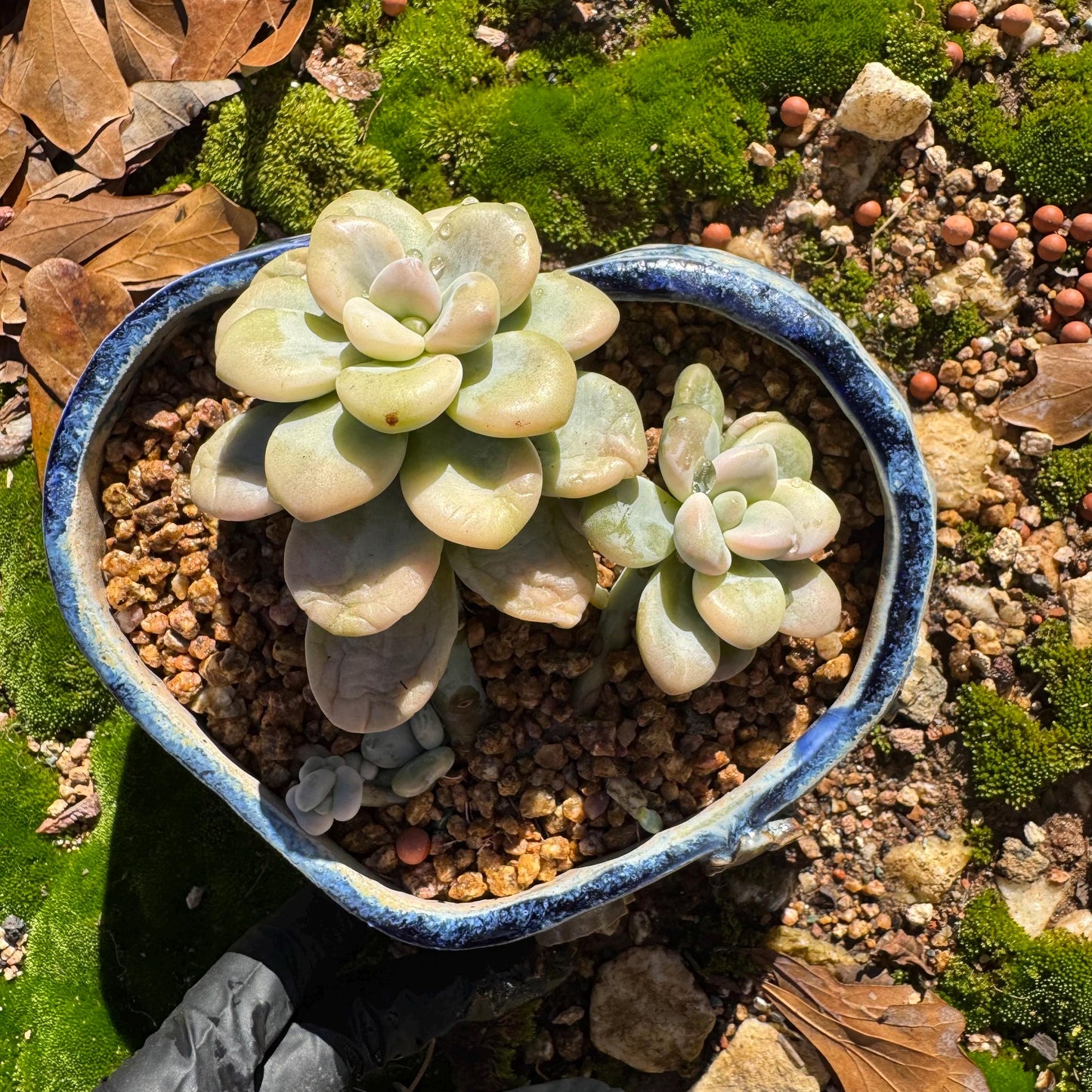 New! Graptosedum 'red miul variegated ', 2 heads with 2 babies, nice color, bare Root, , Imported Rare Succulent
